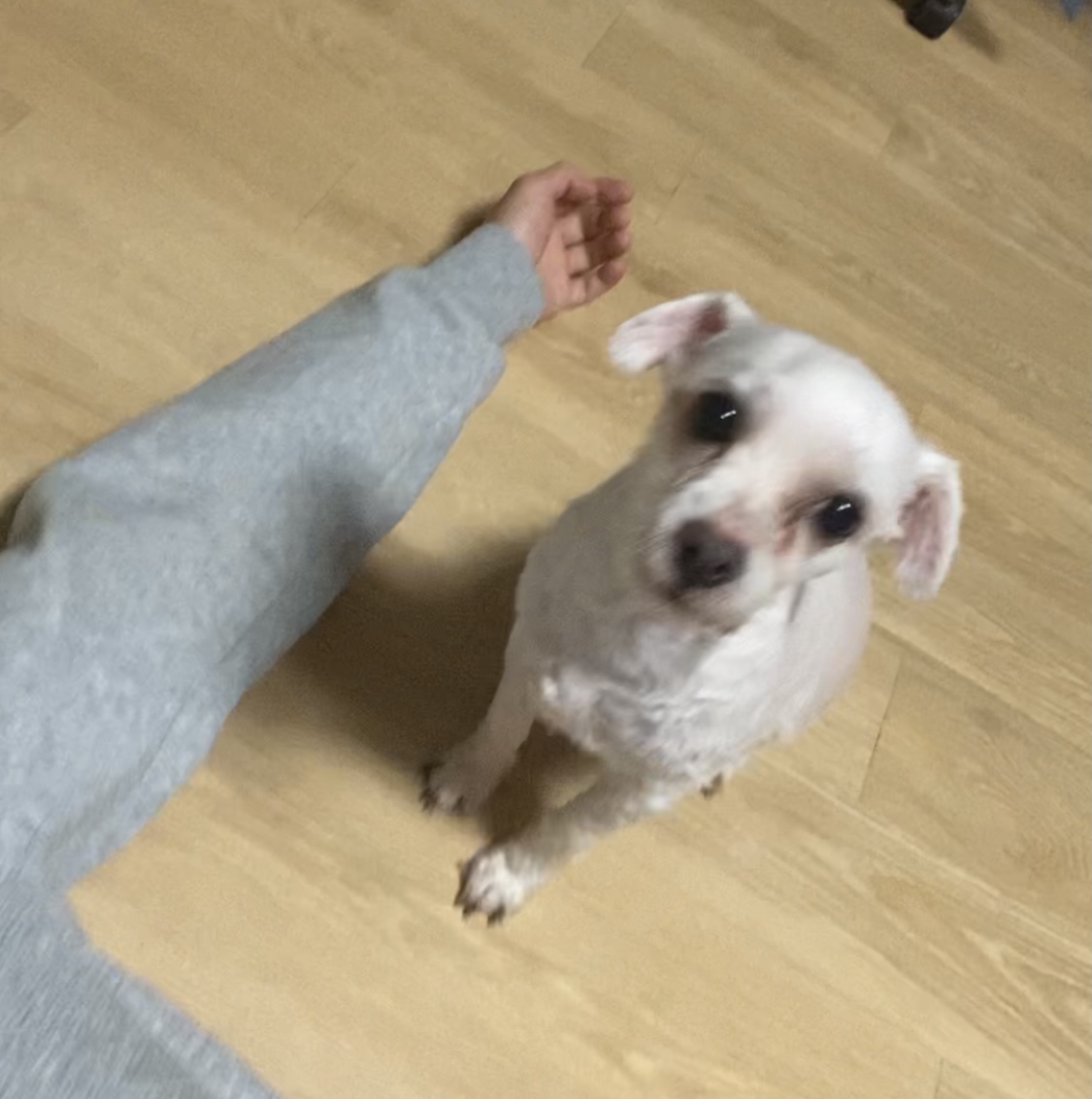 유기견보호센터 강아지보호소 고양이보호소 - 펫찾기 40번째 사진