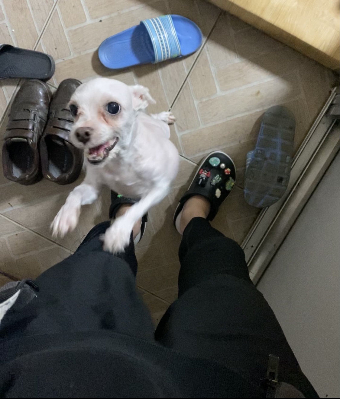 유기견보호센터 강아지보호소 고양이보호소 - 펫찾기 36번째 사진