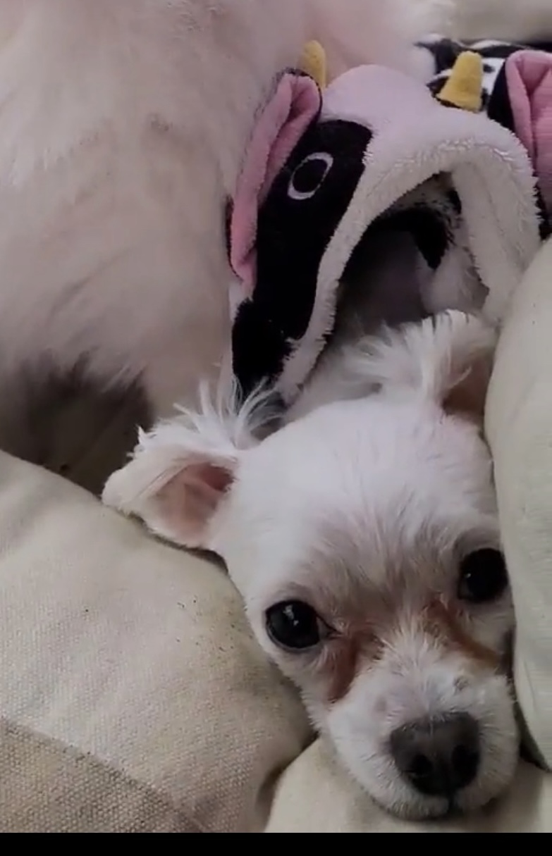 유기견보호센터 강아지보호소 고양이보호소 - 펫찾기