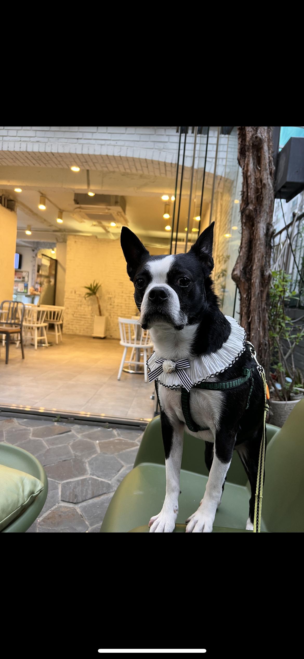 뻐쭝이를 찾습니다 도와주세요 - 강아지 찾아요 - 유기견 보호 센터 - 이미지 2