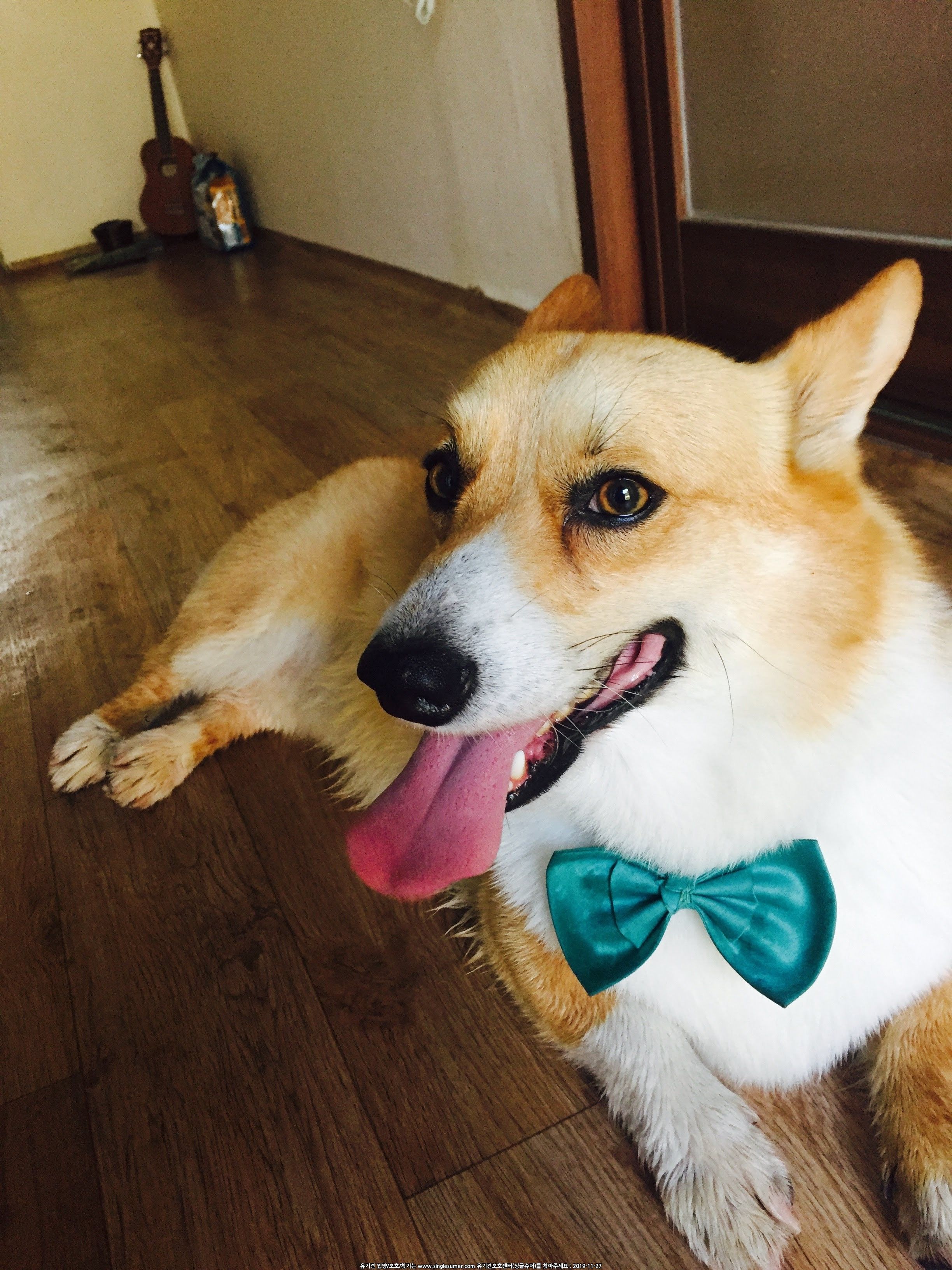 유기견보호센터 강아지보호소 고양이보호소 - 펫찾기 32번째 사진