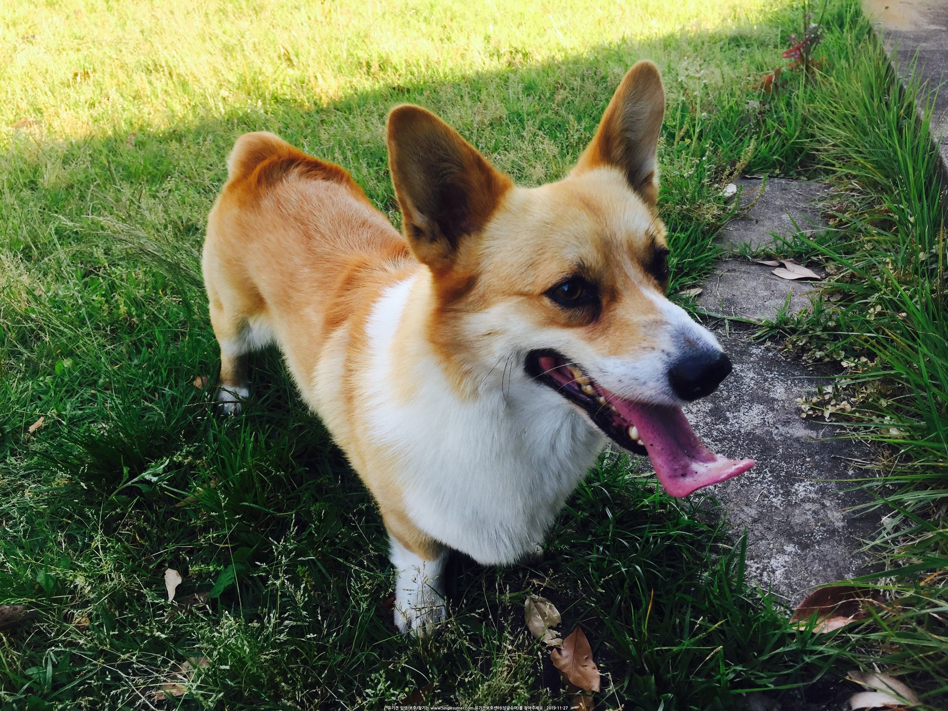 유기견보호센터 강아지보호소 고양이보호소 - 펫찾기 28번째 사진