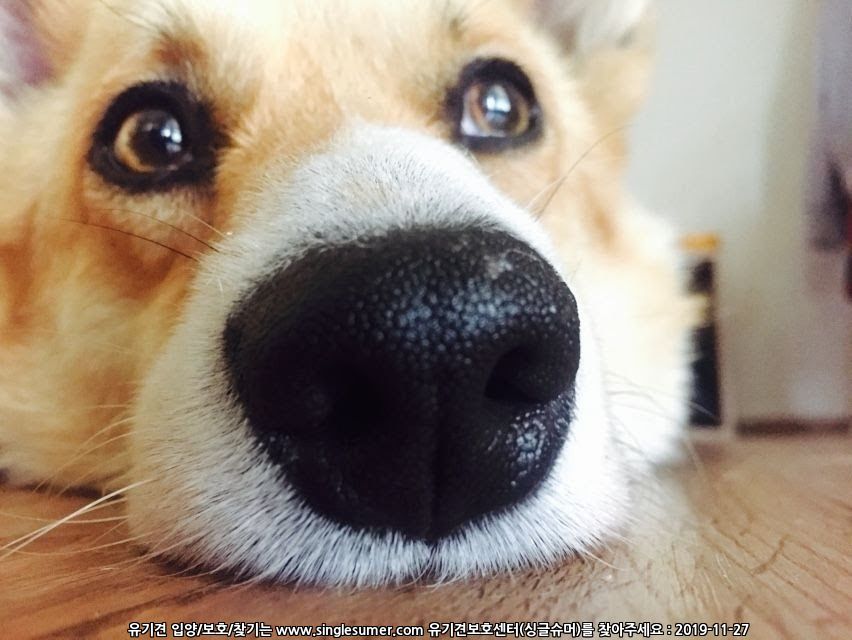 유기견보호센터 강아지보호소 고양이보호소 - 펫찾기 44번째 사진