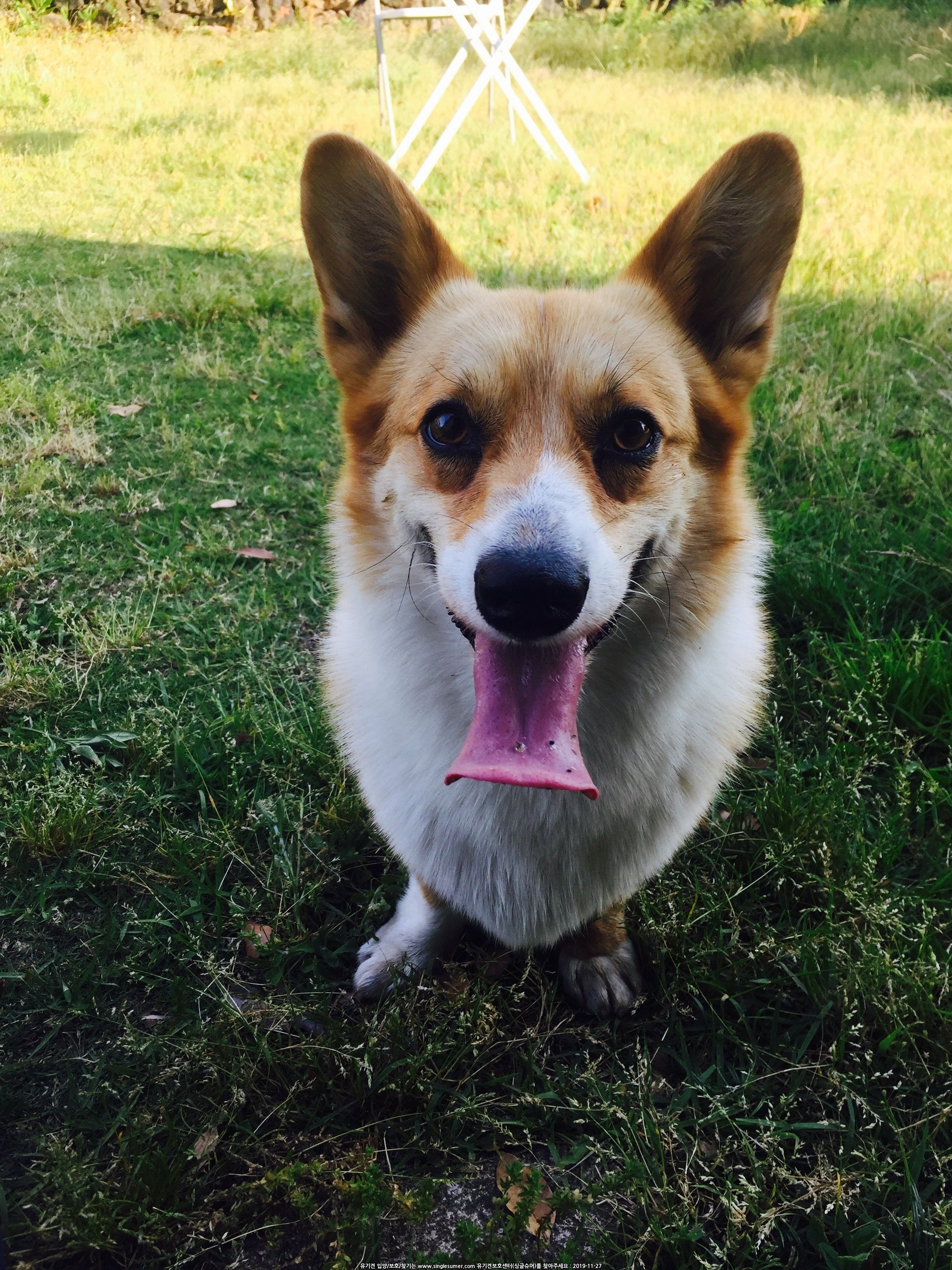 유기견보호센터 강아지보호소 고양이보호소 - 펫찾기 24번째 사진