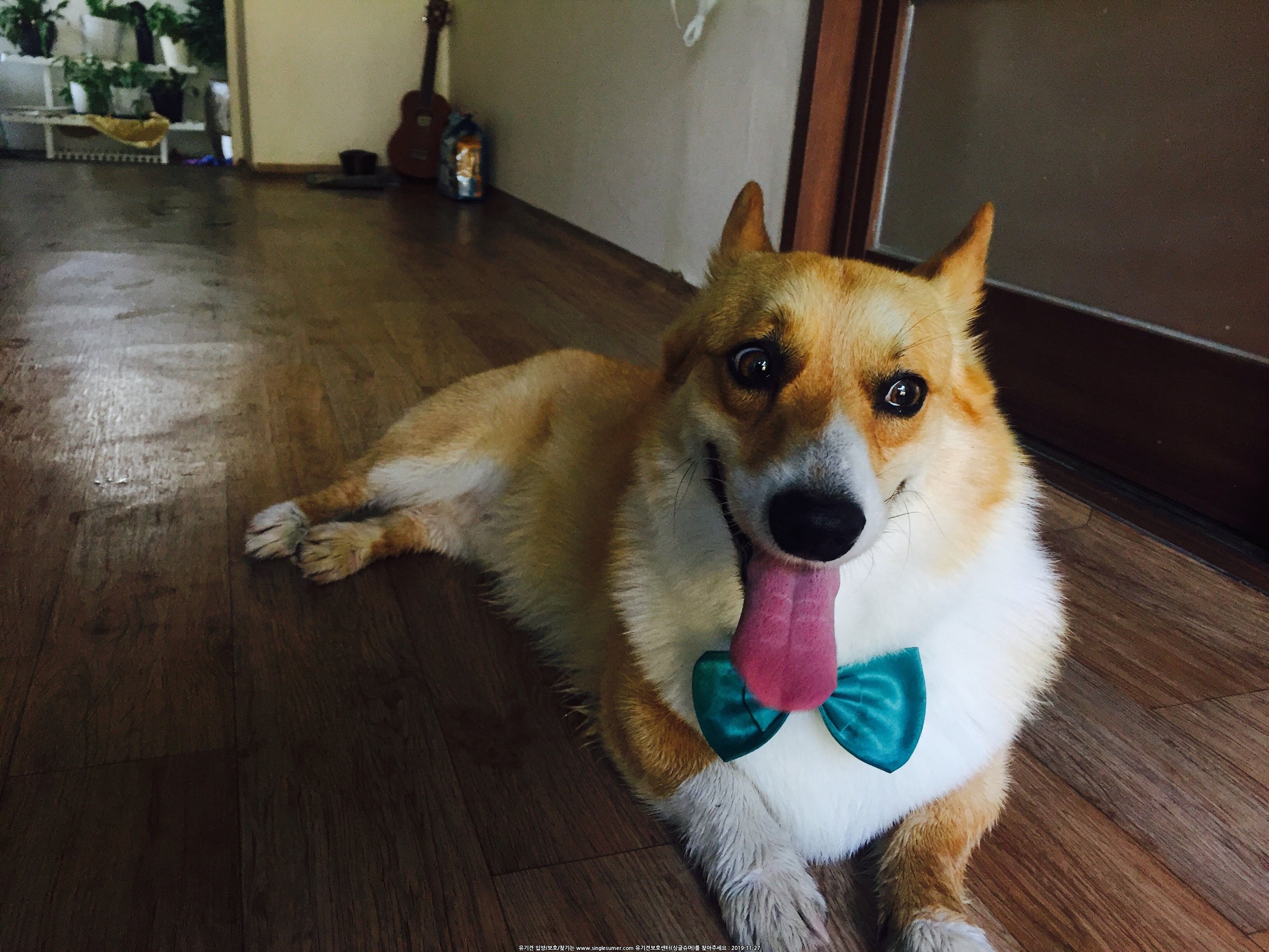 유기견보호센터 강아지보호소 고양이보호소 - 펫찾기 38번째 사진