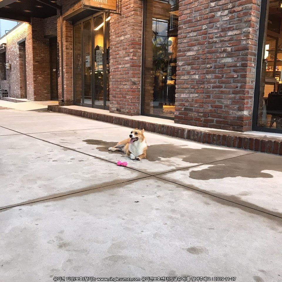 유기견보호센터 강아지보호소 고양이보호소 - 펫찾기 26번째 사진