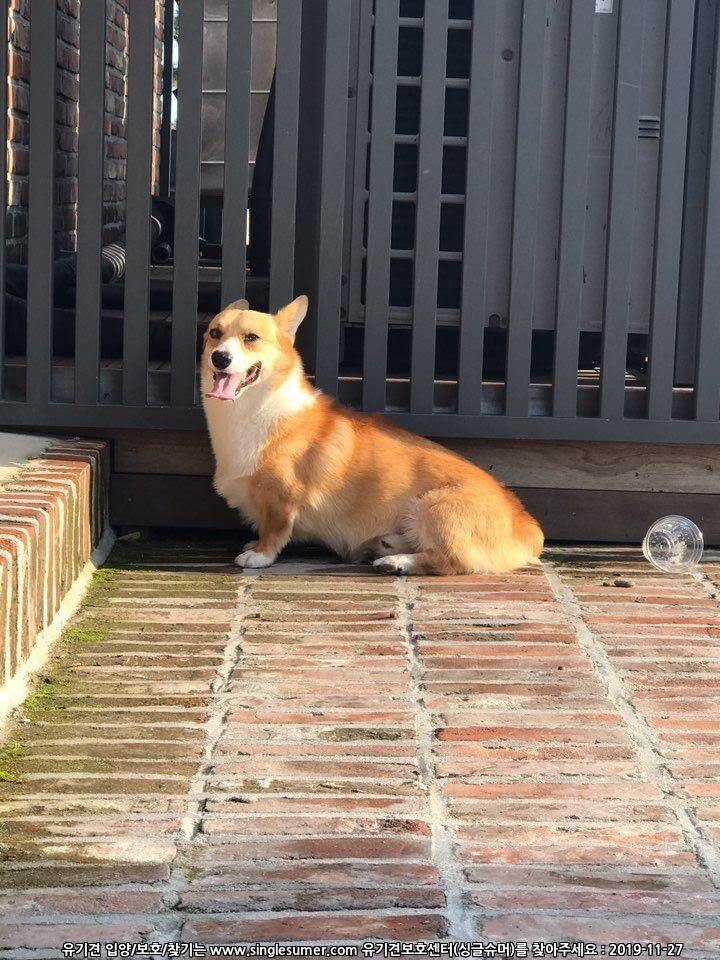 유기견보호센터 강아지보호소 고양이보호소 - 펫찾기 42번째 사진