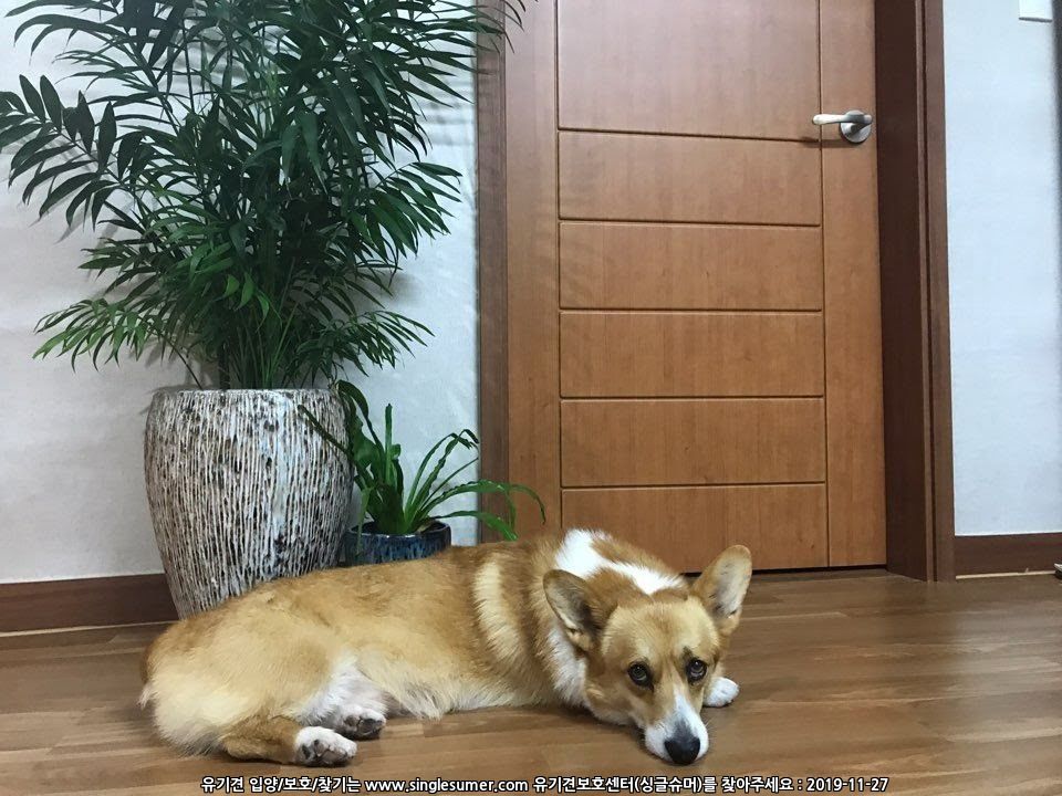 유기견보호센터 강아지보호소 고양이보호소 - 펫찾기 43번째 사진