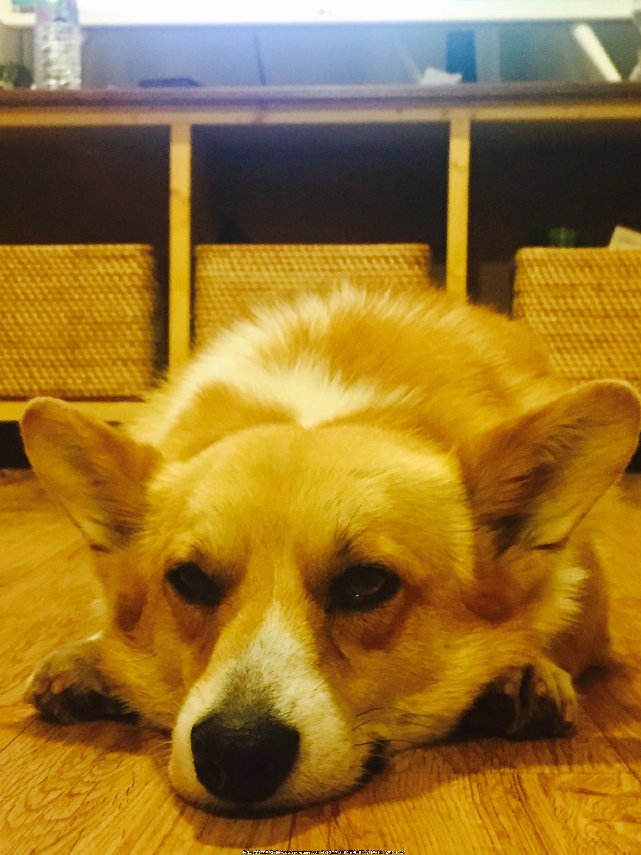 유기견보호센터 강아지보호소 고양이보호소 - 펫찾기 39번째 사진