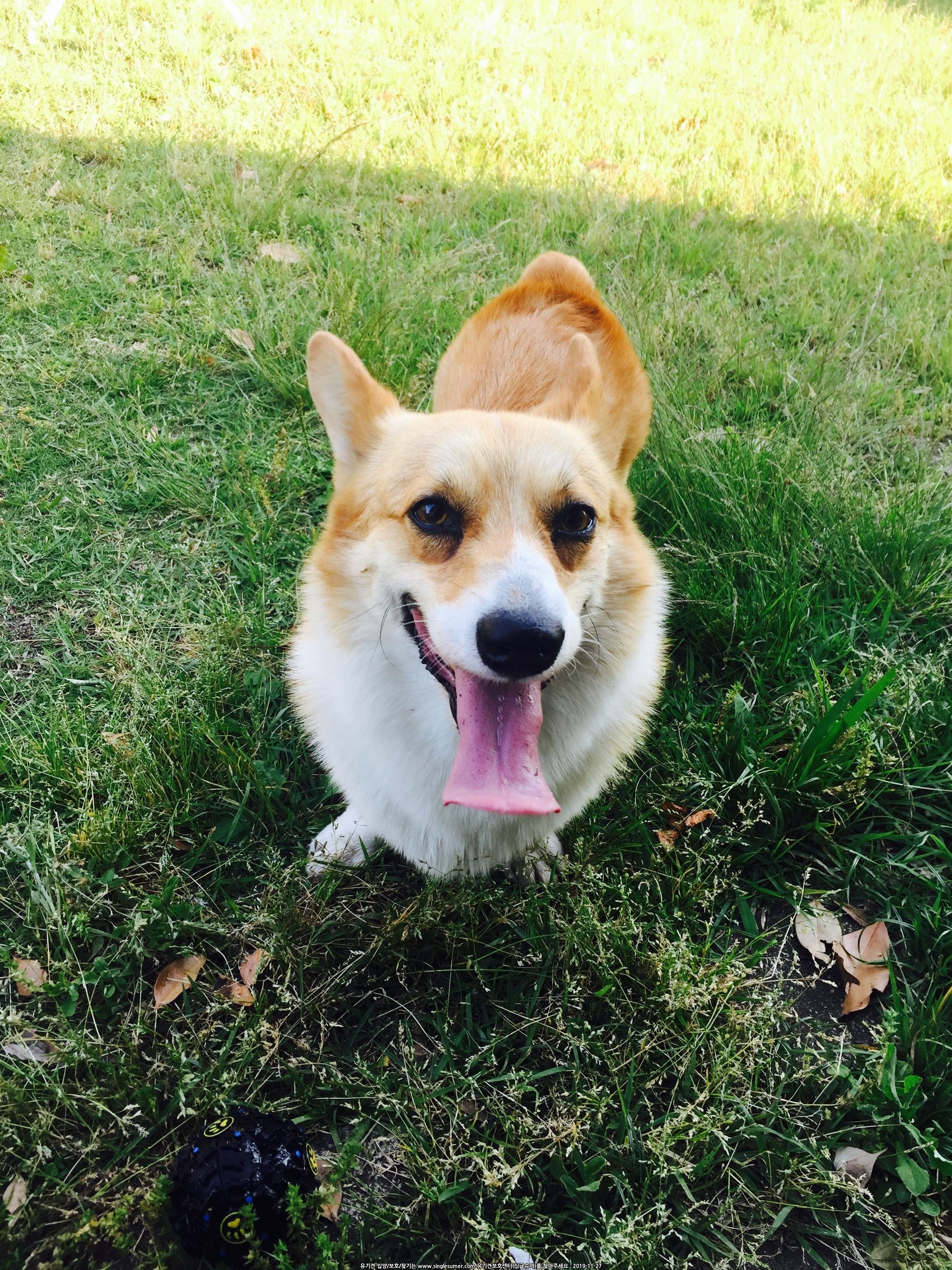 유기견보호센터 강아지보호소 고양이보호소 - 펫찾기 25번째 사진