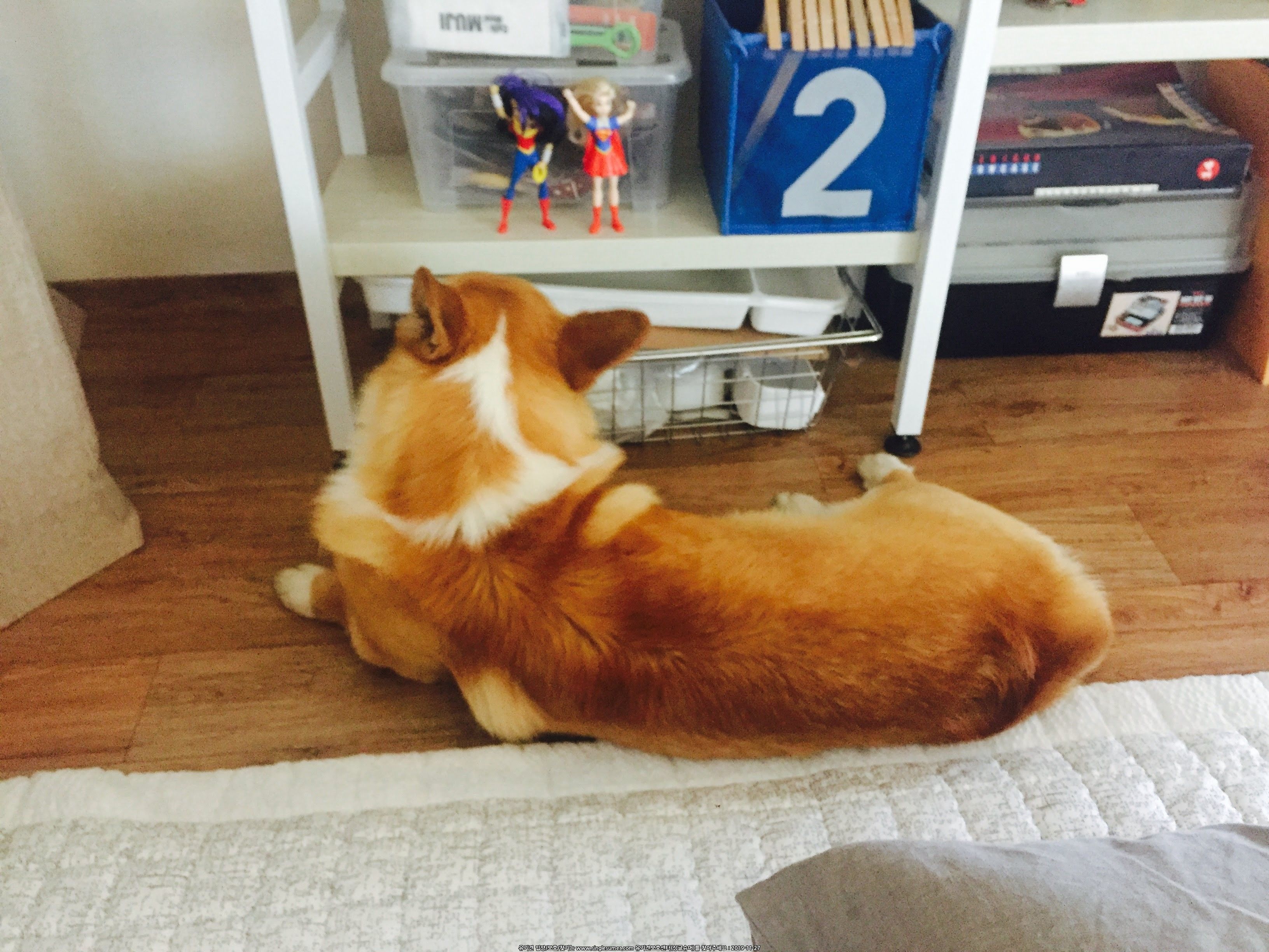 유기견보호센터 강아지보호소 고양이보호소 - 펫찾기 27번째 사진