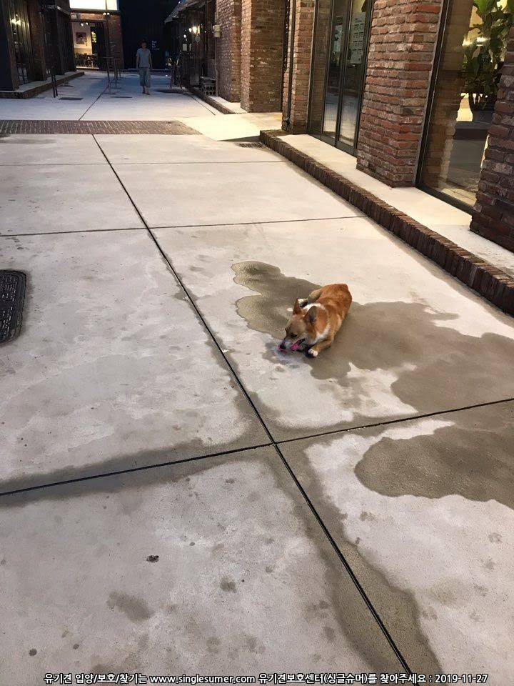 유기견보호센터 강아지보호소 고양이보호소 - 펫찾기 40번째 사진