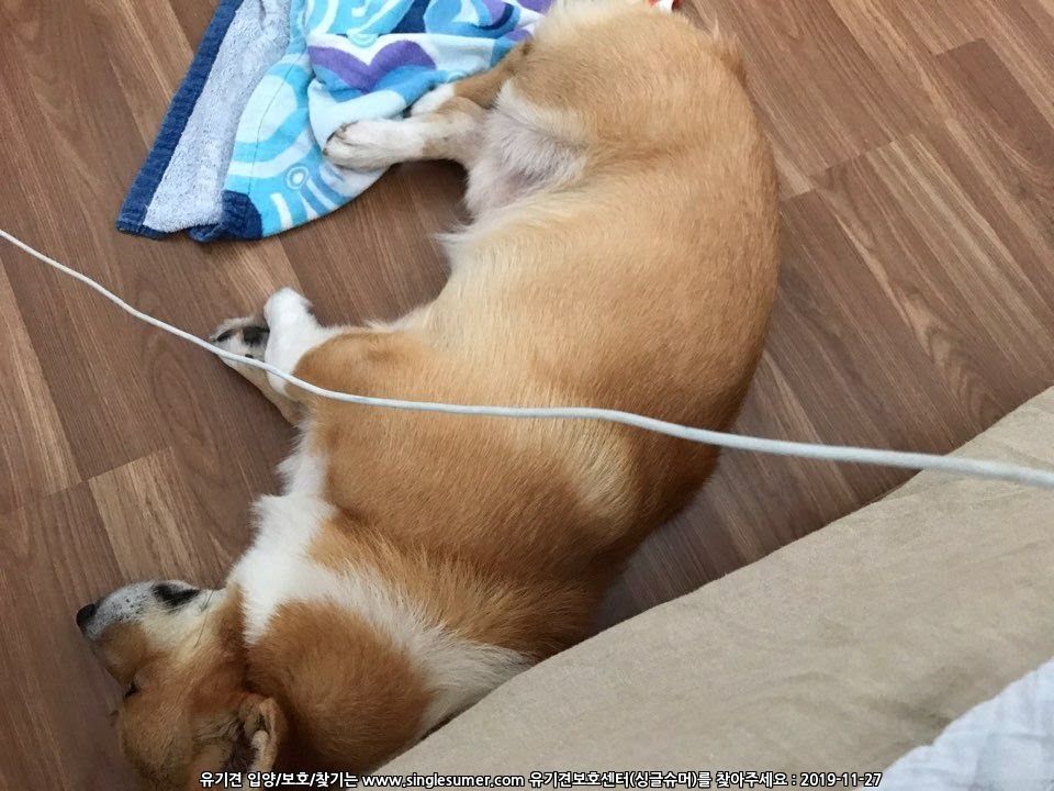 유기견보호센터 강아지보호소 고양이보호소 - 펫찾기 36번째 사진