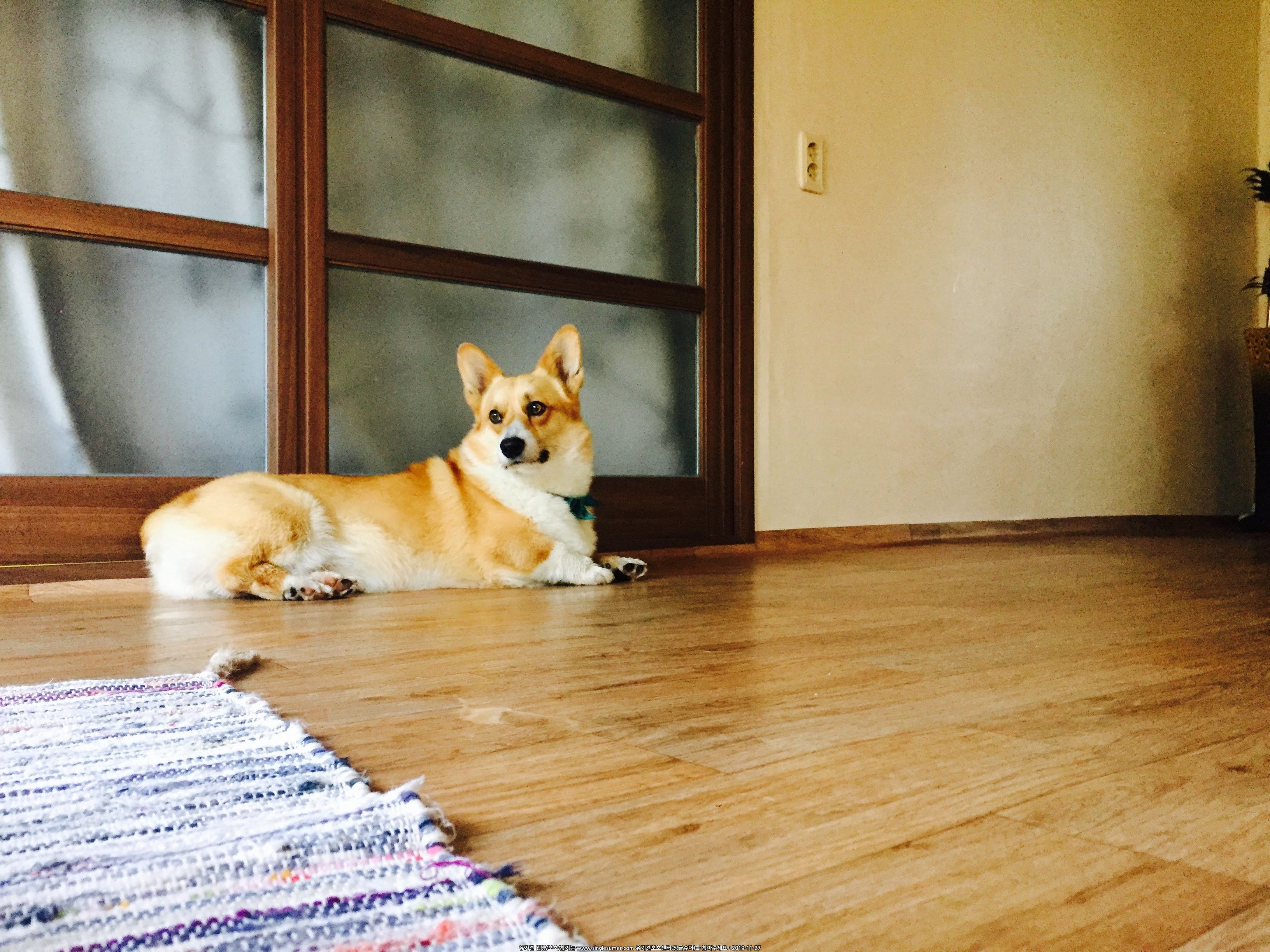 유기견보호센터 강아지보호소 고양이보호소 - 펫찾기 33번째 사진