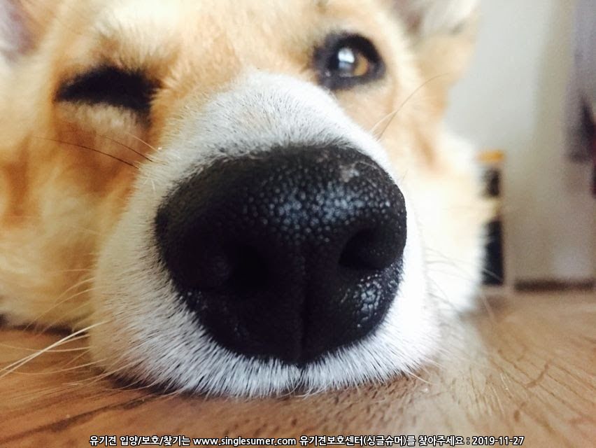 유기견보호센터 강아지보호소 고양이보호소 - 펫찾기 41번째 사진