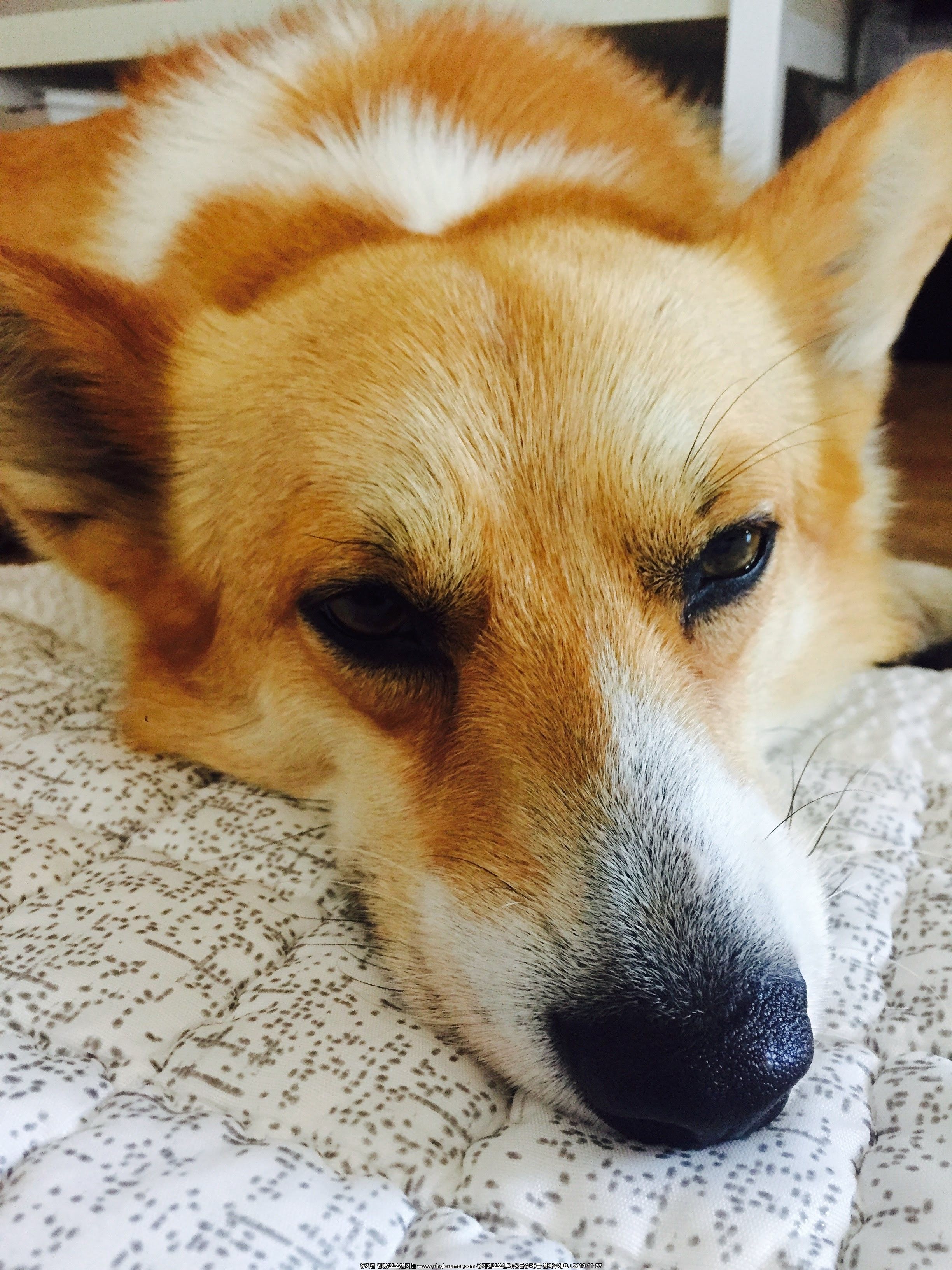 유기견보호센터 강아지보호소 고양이보호소 - 펫찾기 30번째 사진