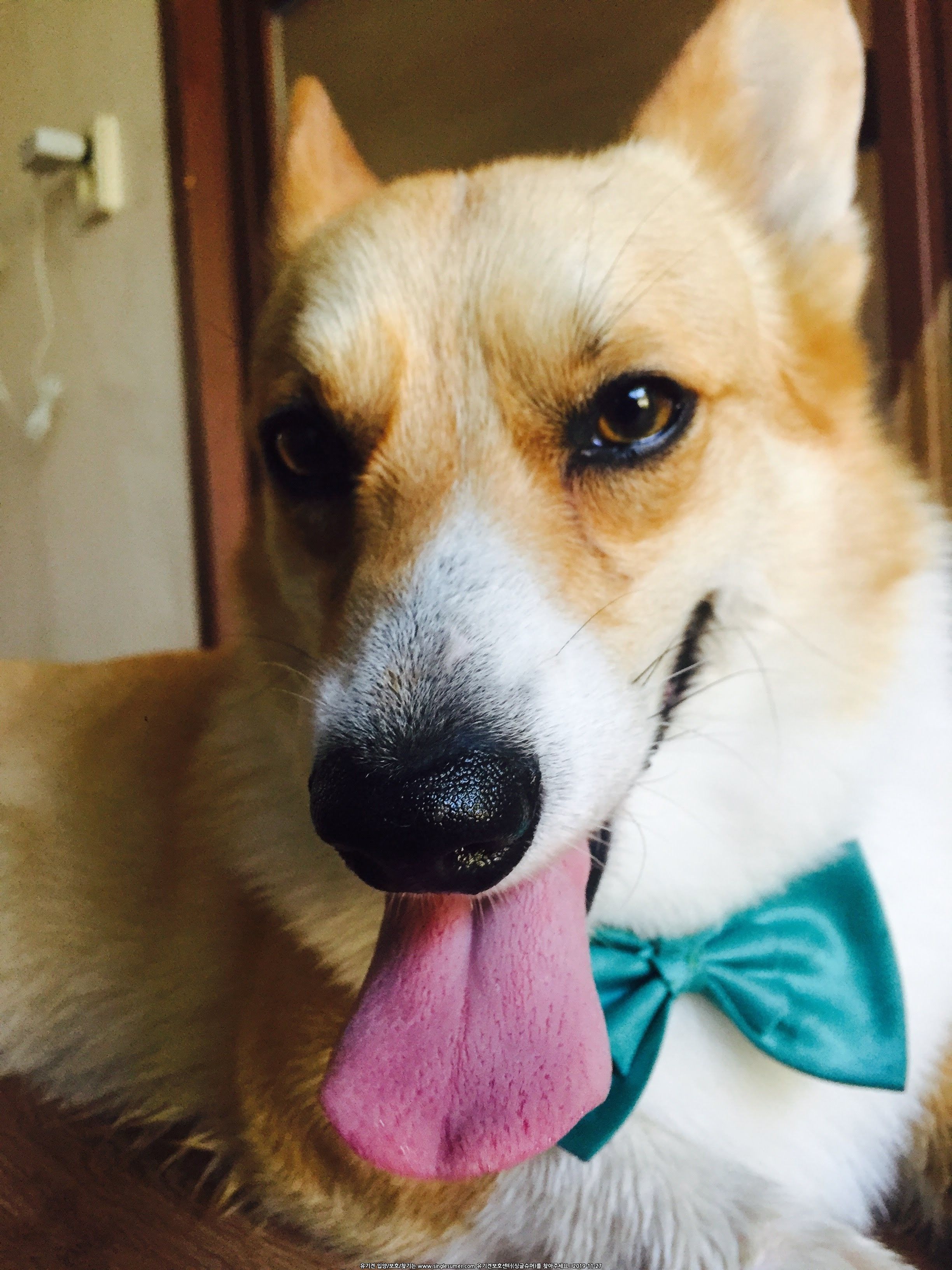 유기견보호센터 강아지보호소 고양이보호소 - 펫찾기 35번째 사진