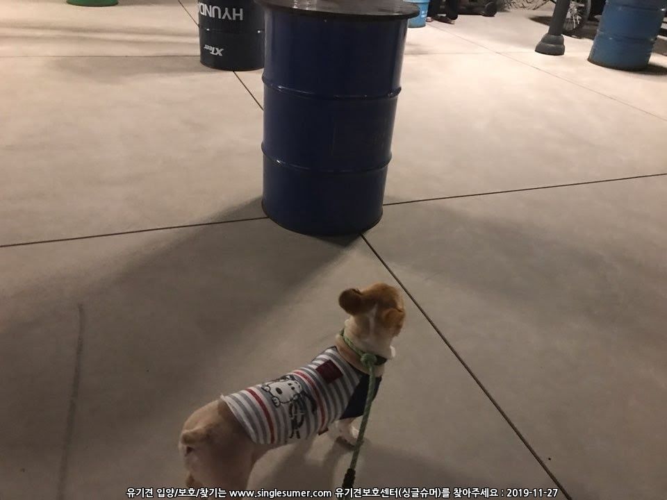 유기견보호센터 강아지보호소 고양이보호소 - 펫찾기 46번째 사진