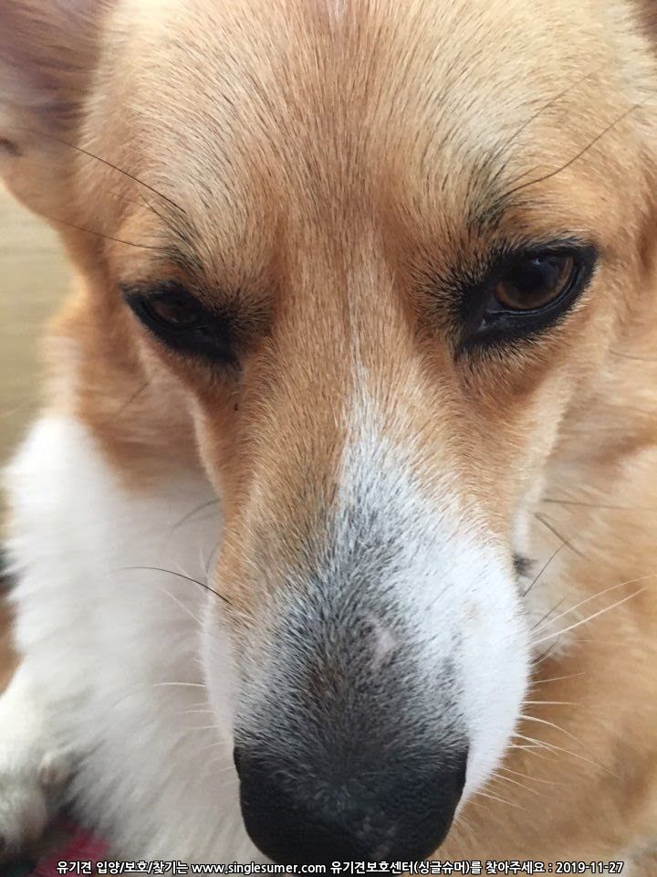 유기견보호센터 강아지보호소 고양이보호소 - 펫찾기 31번째 사진