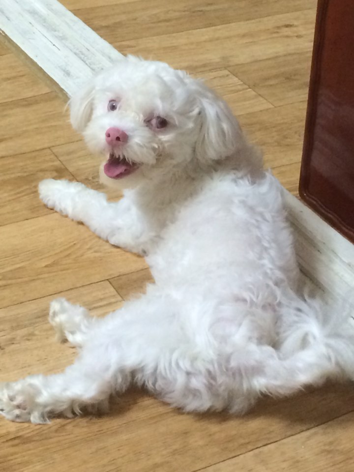 강아지를찾습니다 - 강아지 찾아요 - 유기견 보호 센터 - 이미지 1