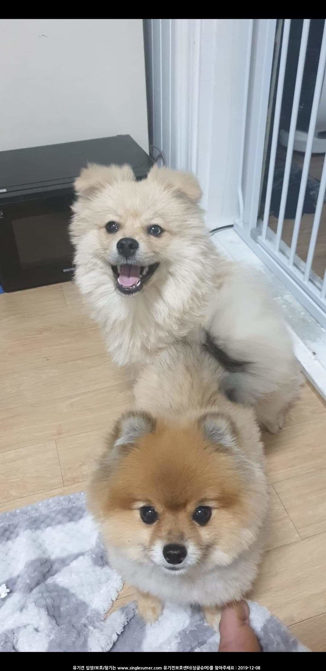 경기수원 포메믹스 강아지를 찾습니다