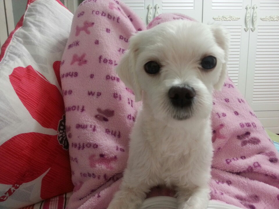 대구!! 말티즈 찾습니다 수성구 매호동부근 - 강아지 찾아요 - 유기견 보호 센터 - 이미지 2