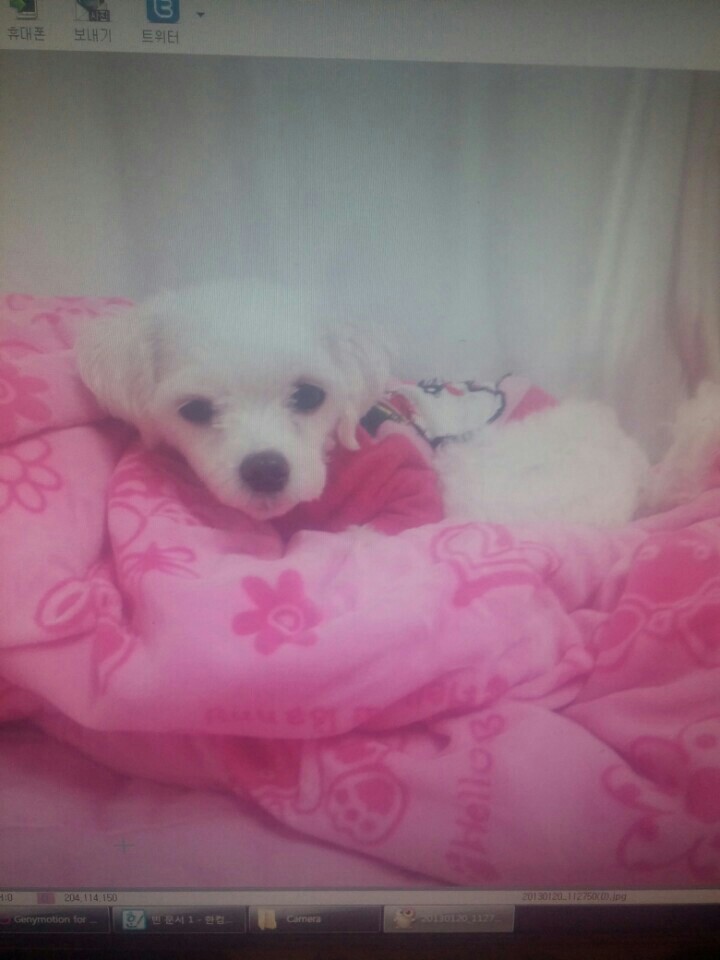 대구!! 말티즈 찾습니다 수성구 매호동부근 - 강아지 찾아요 - 유기견 보호 센터 - 이미지 1
