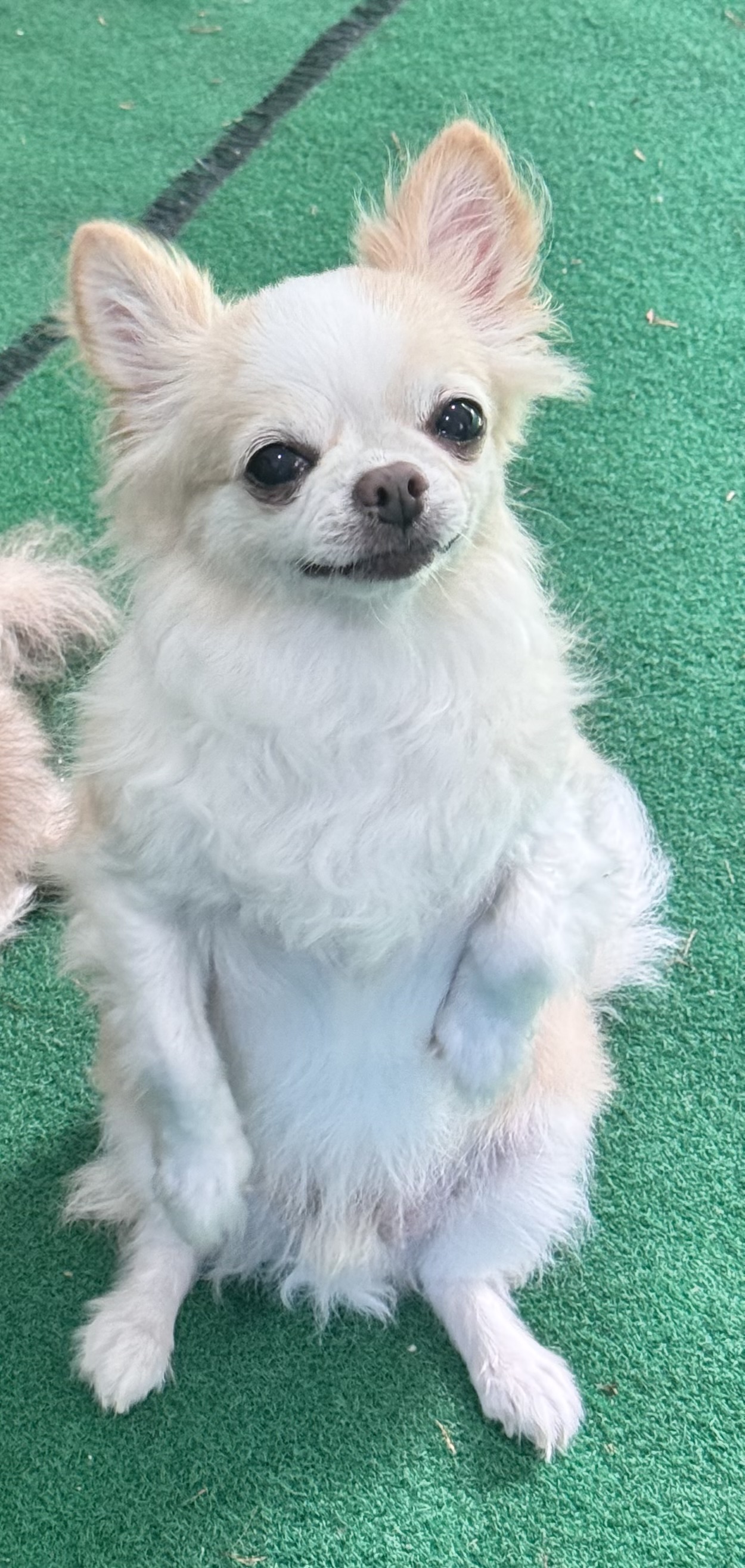 유기견보호센터 강아지보호소 고양이보호소 - 펫찾기 21번째 사진