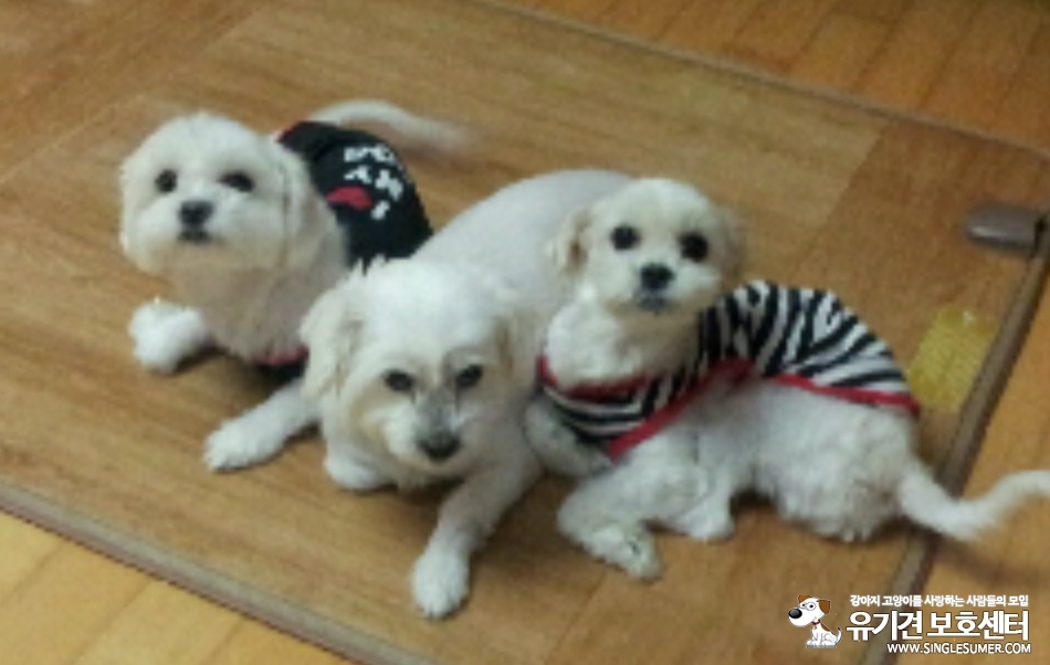 사례금 300만원 이름은 안나 암컷 - 강아지 찾아요 - 유기견 보호 센터 - 이미지 1