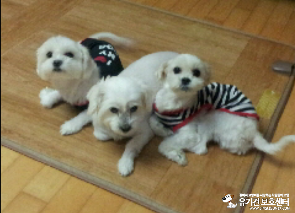 사례금 300만원 이름은 안나 암컷 - 강아지 찾아요 - 유기견 보호 센터 - 이미지 2