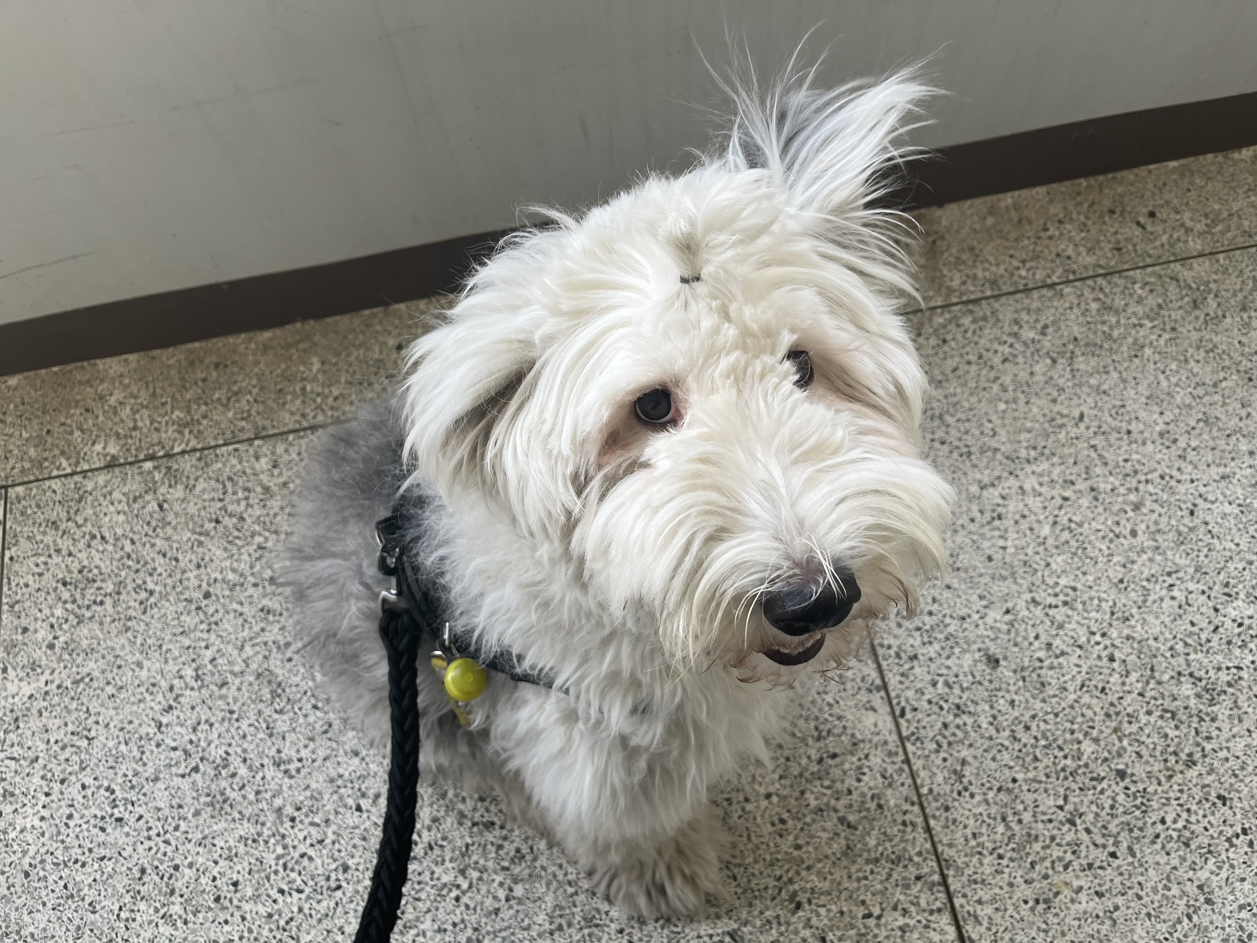 유기견보호센터 강아지보호소 고양이보호소 - 펫찾기 21번째 사진