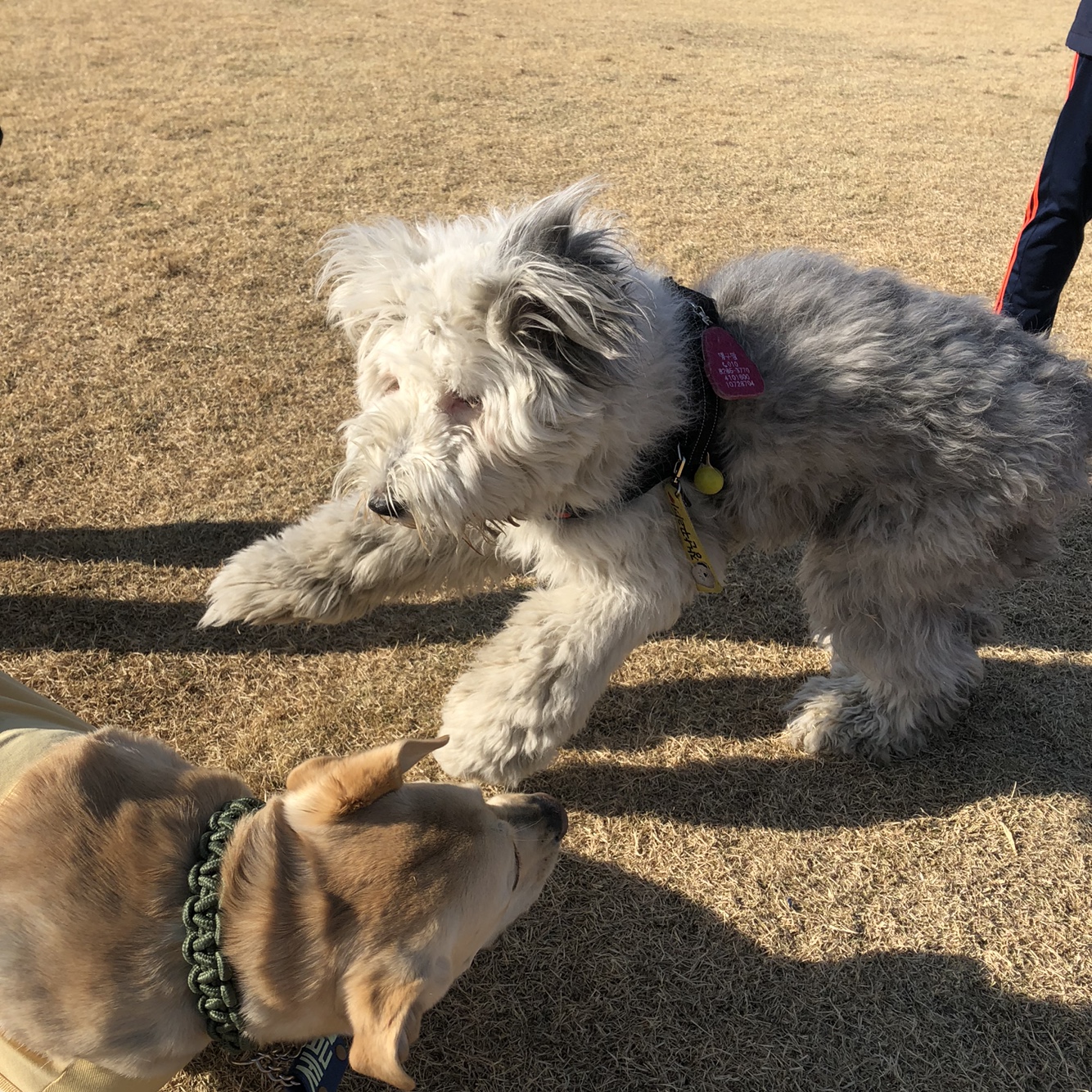 유기견보호센터 강아지보호소 고양이보호소 - 펫찾기 19번째 사진