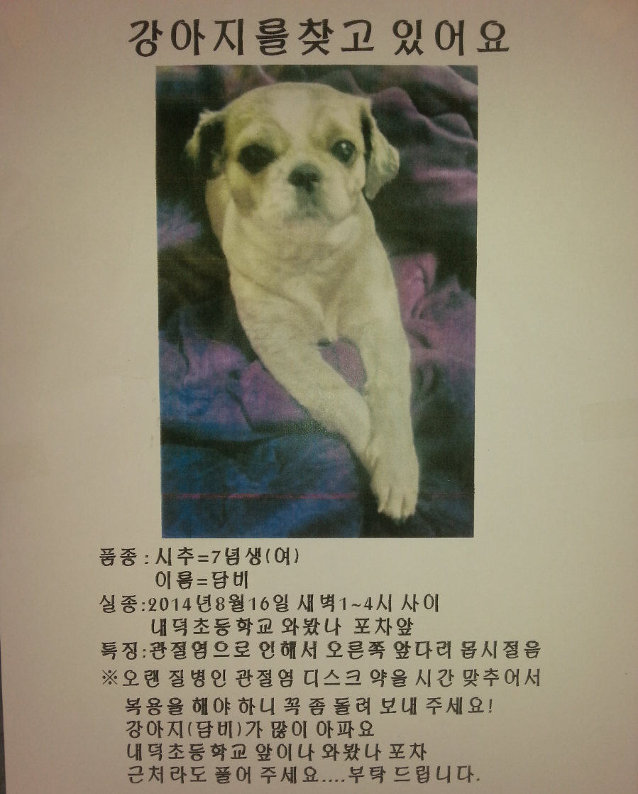 청주 안덕벌에서 없어진 (와봤나포차)강아지 찾습니다. 한번만 봐주세요 - 강아지 찾아요 - 유기견 보호 센터 - 이미지 1