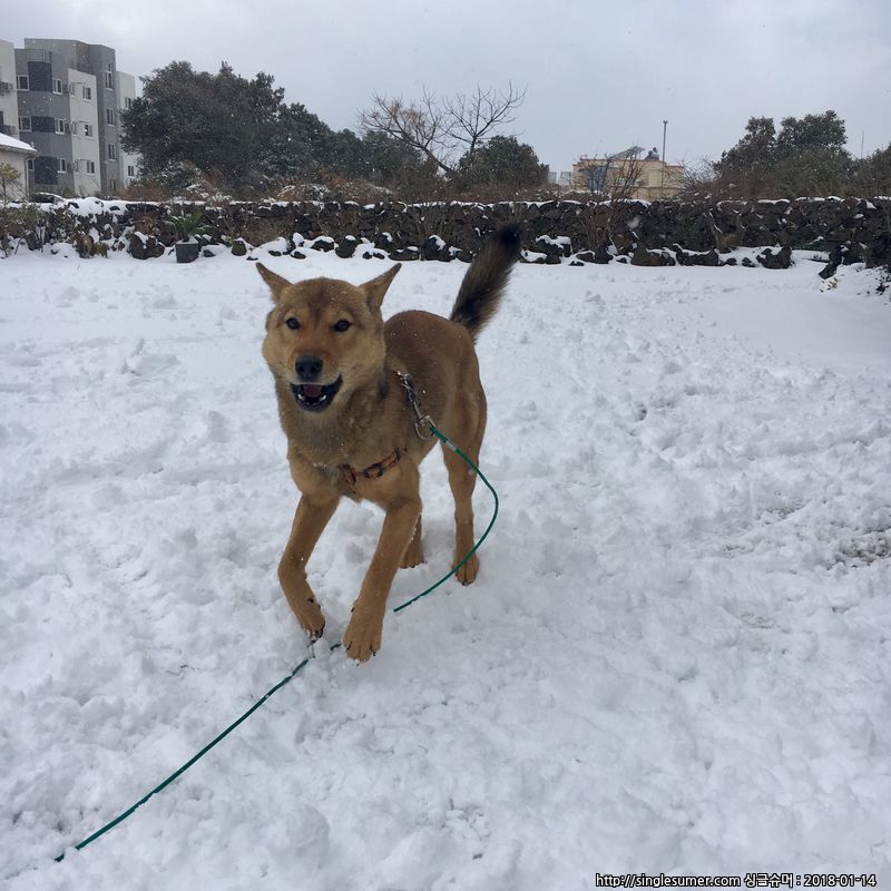 유기견보호센터 강아지보호소 고양이보호소 - 펫찾기 15번째 사진