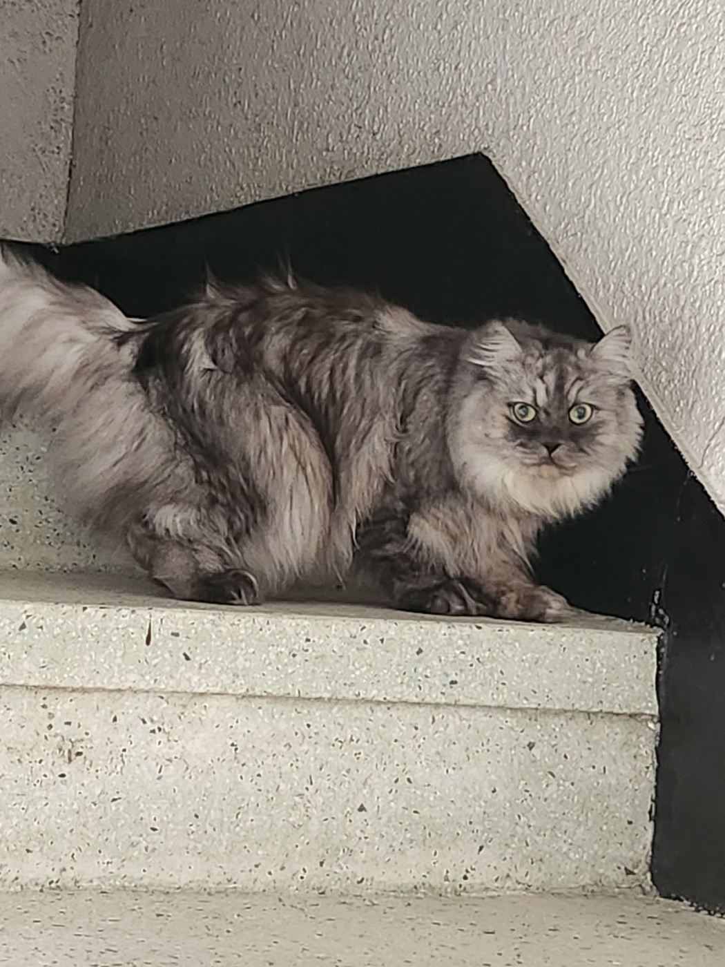 페르시안 친칠라 회색 고양이 찾아요