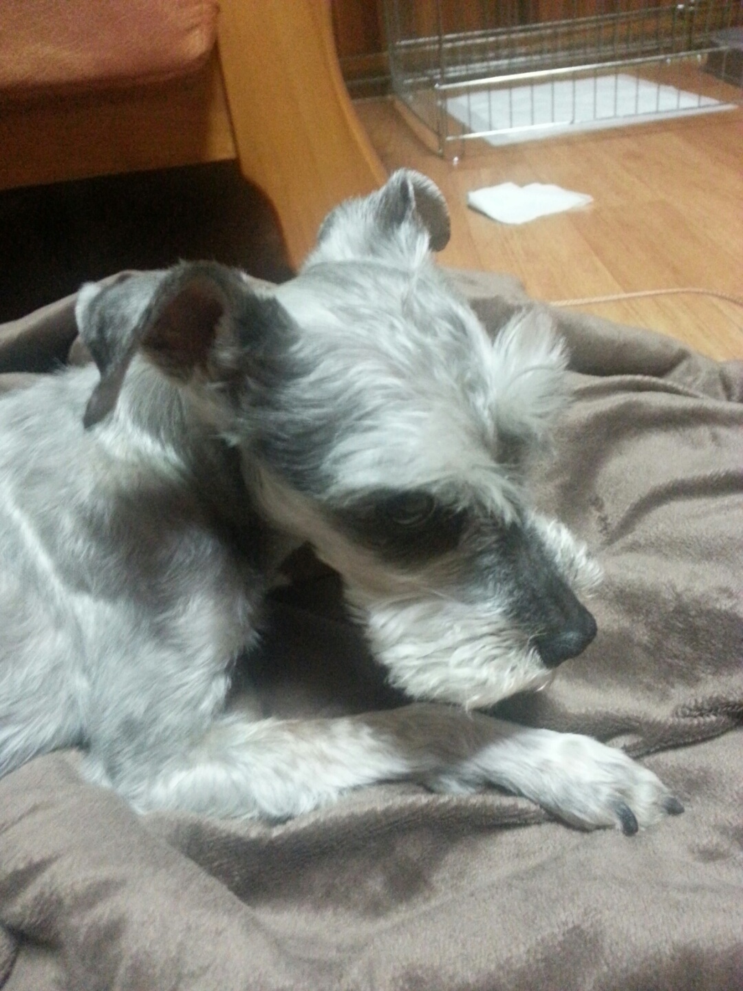 별이( 슈나우저) 를 찾습니다. - 강아지 찾아요 - 유기견 보호 센터 - 이미지 1