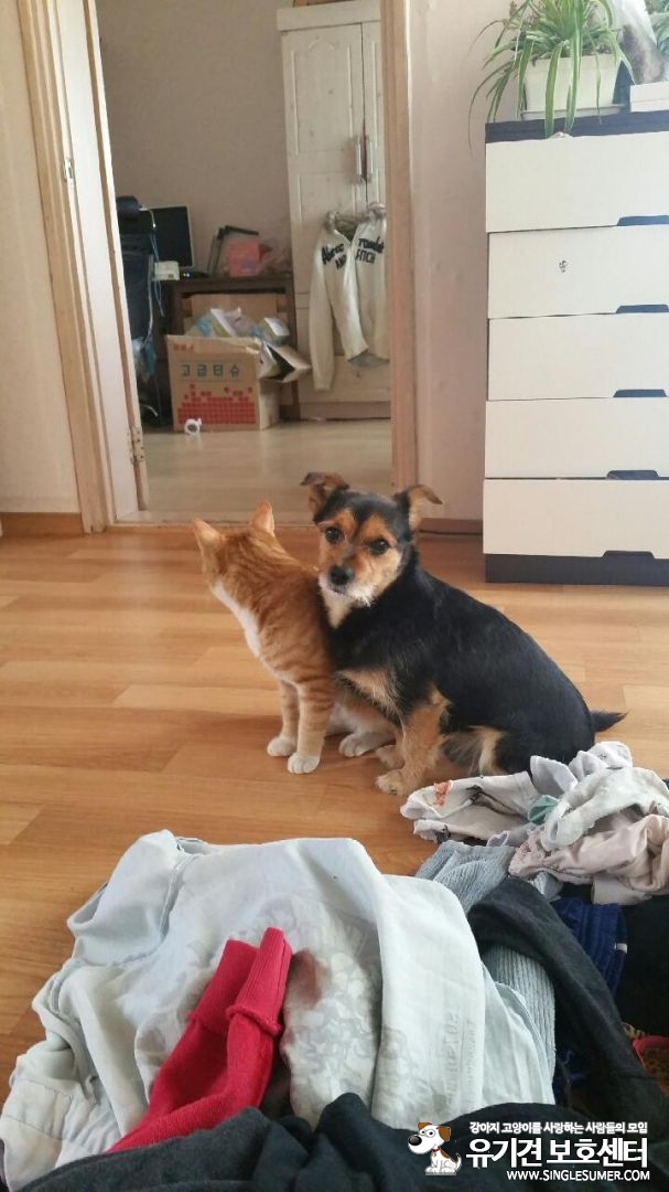 용인에서 잃어버린 원이를찾습니다 - 강아지 찾아요 - 유기견 보호 센터 - 이미지 1