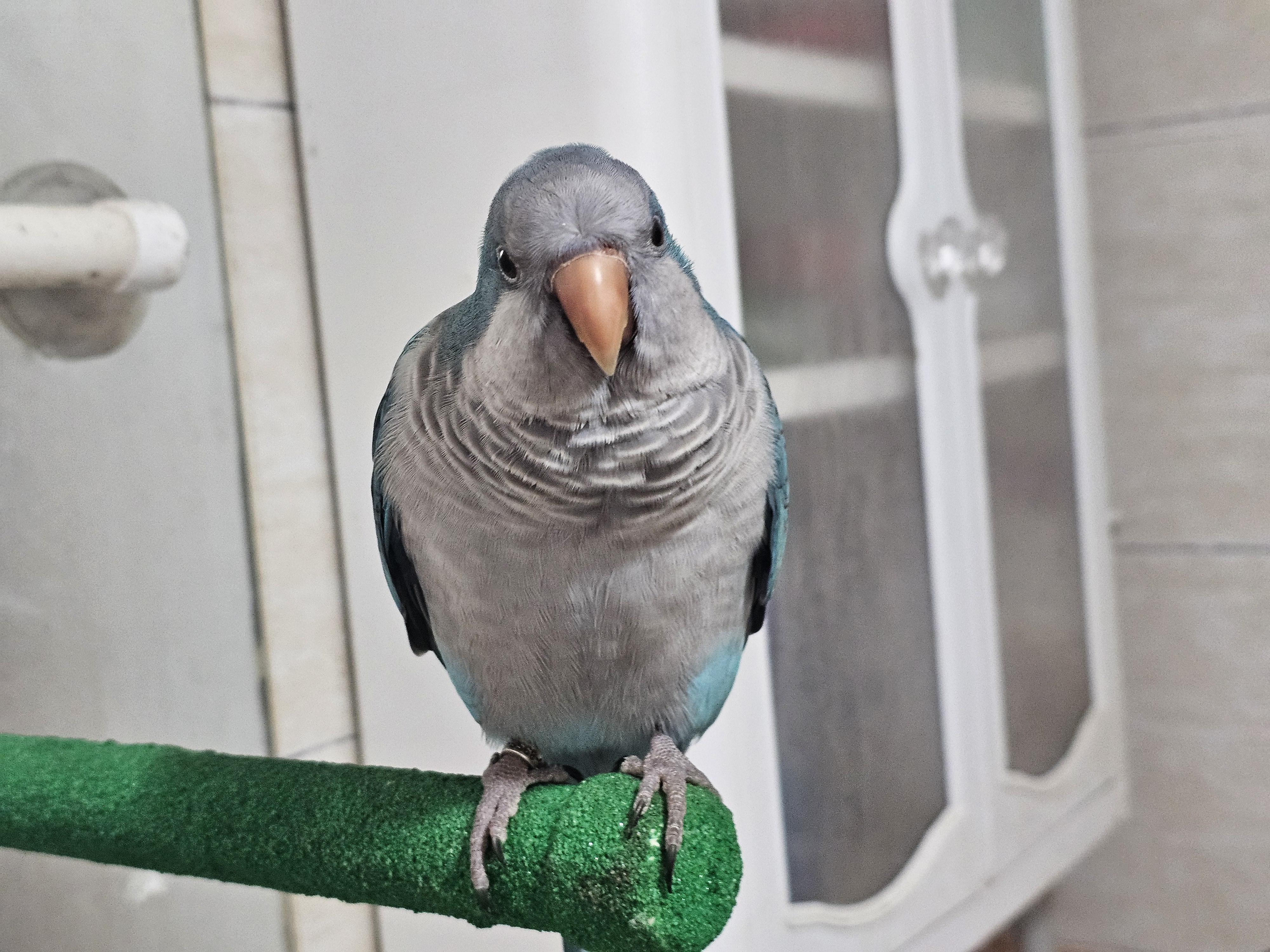 부산 금정구 앵무새 찾습니다 - 앵무새,파충류,소동물 찾아요 - 유기견 보호 센터 - 이미지 2