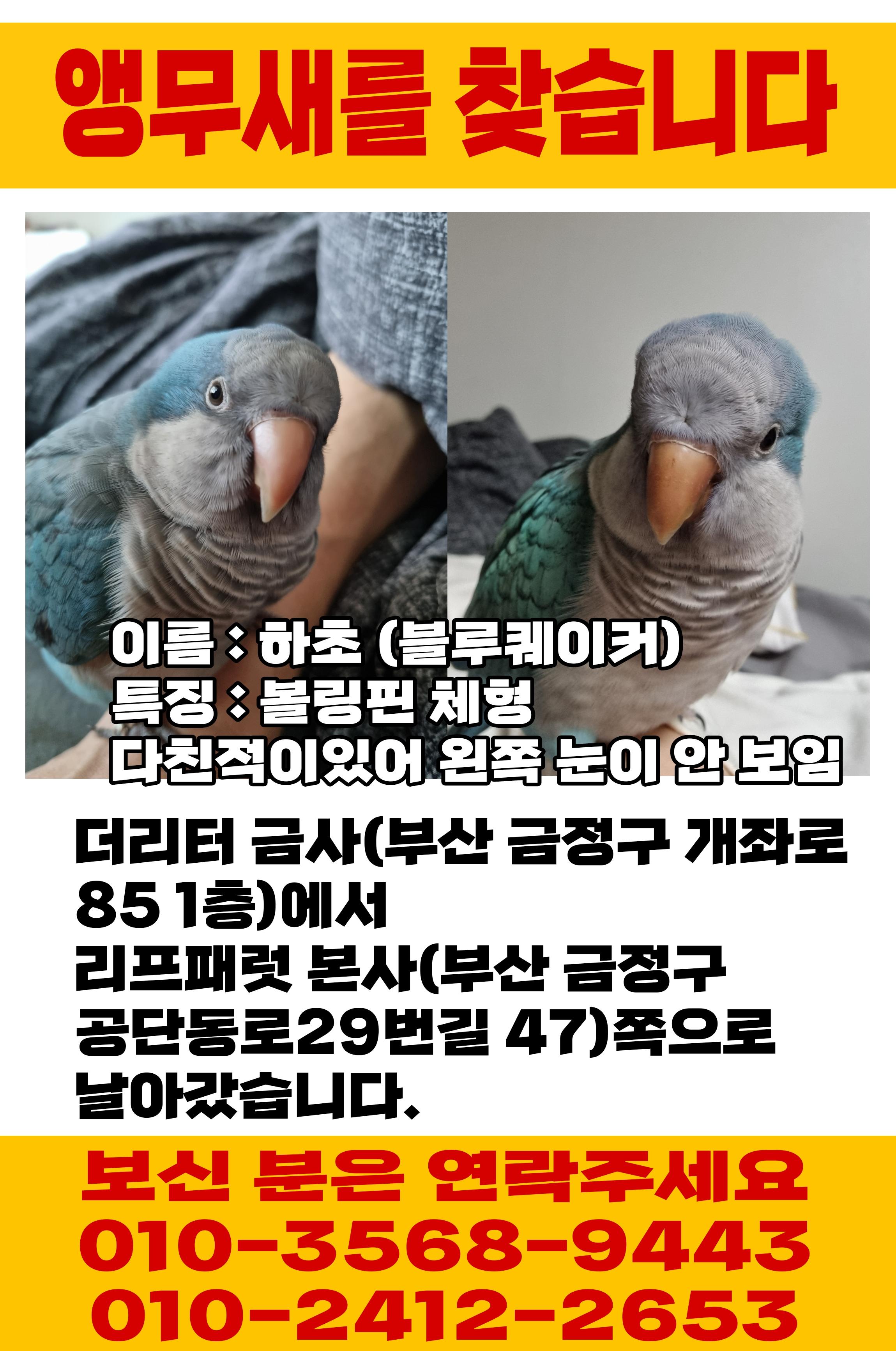부산 금정구 앵무새 찾습니다 - 앵무새,파충류,소동물 찾아요 - 유기견 보호 센터 - 이미지 1