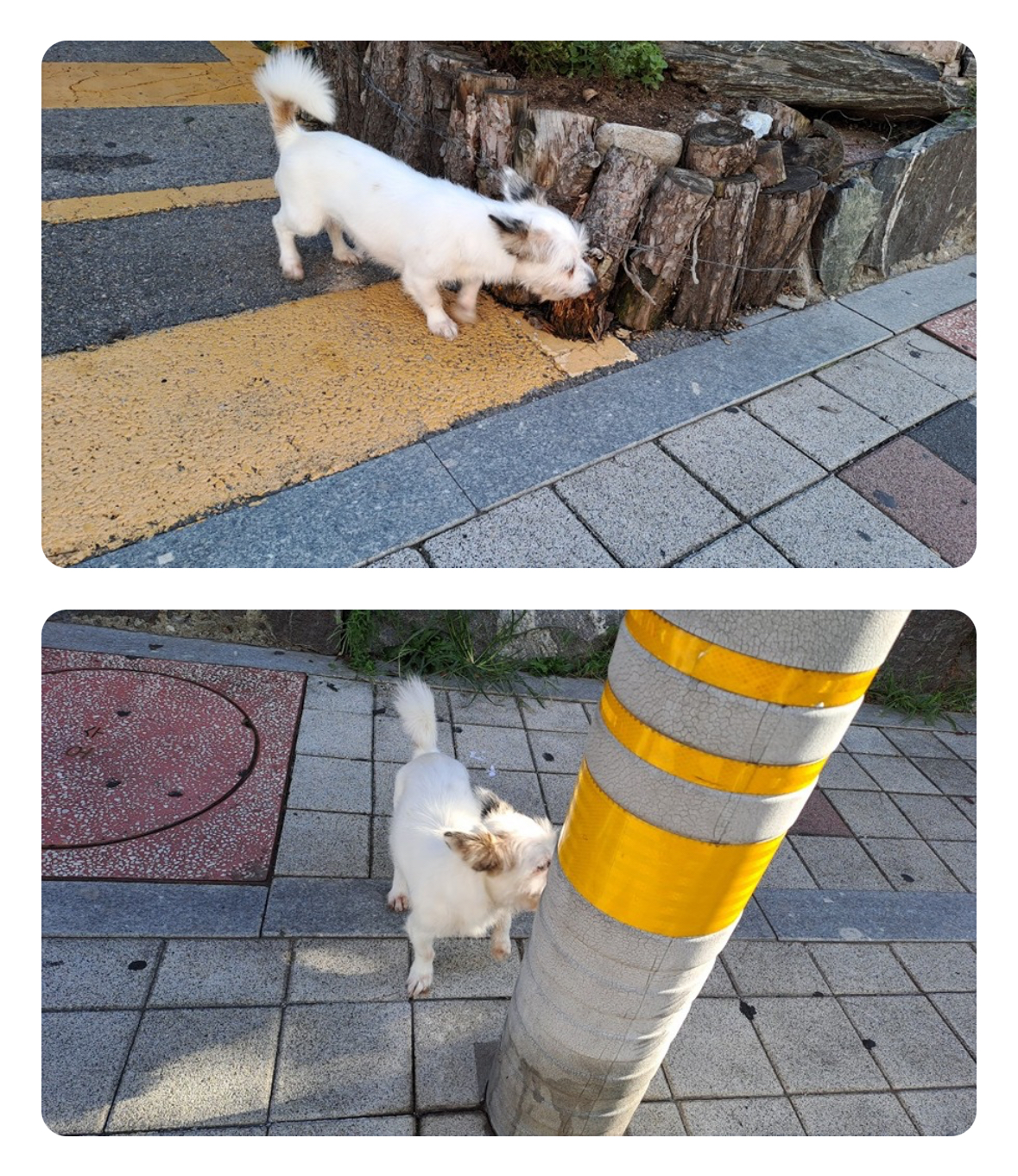 유기견보호센터 강아지보호소 고양이보호소 - 펫찾기 26번째 사진