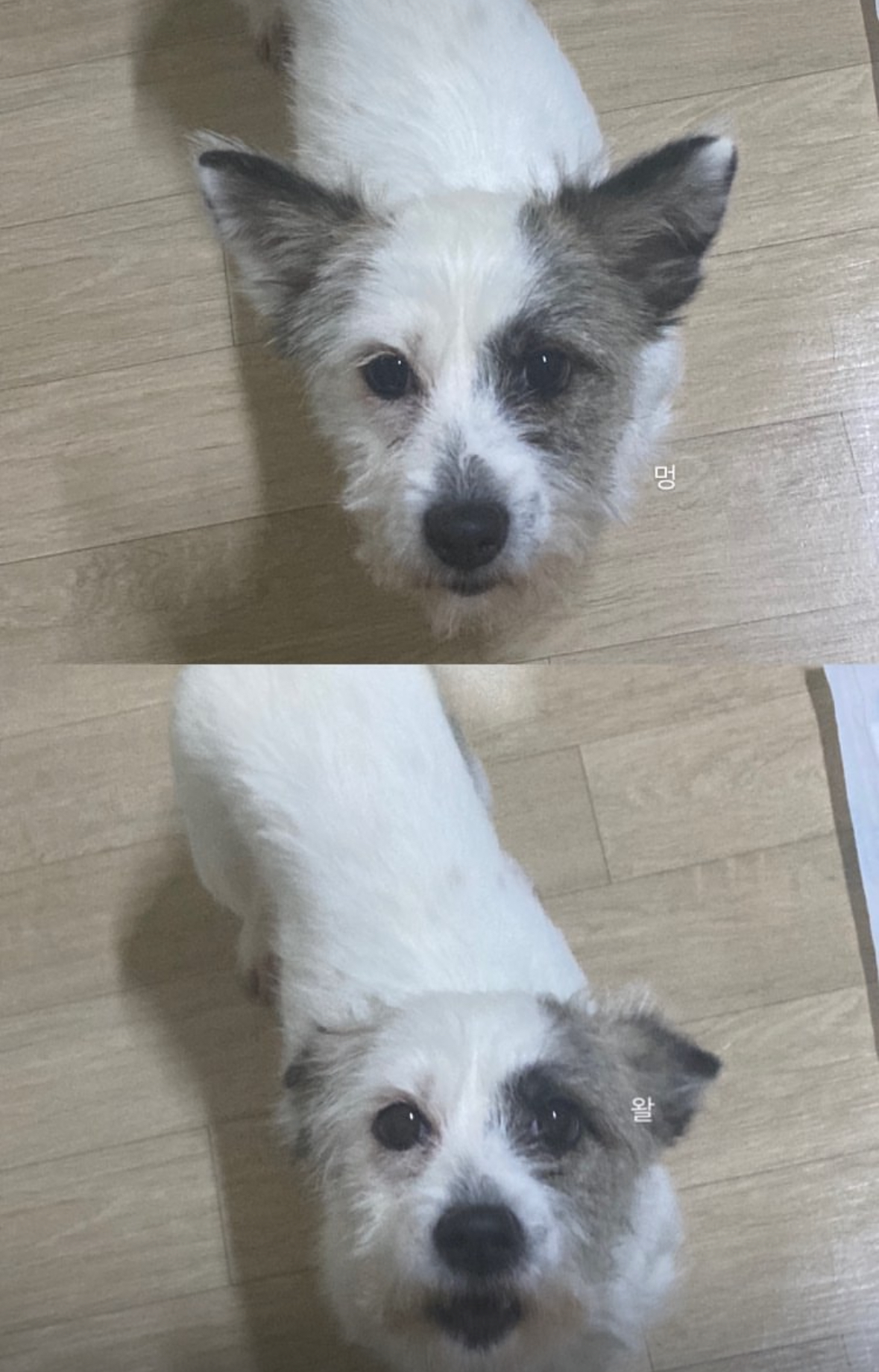 유기견보호센터 강아지보호소 고양이보호소 - 펫찾기 27번째 사진