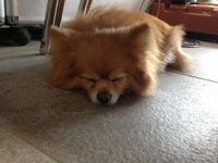 (유기견.강아지 찾아요)서대문구 북가좌동 포메우리다래제발좀 찾아주세요 - 강아지 찾아요 - 유기견 보호 센터 - 이미지 1