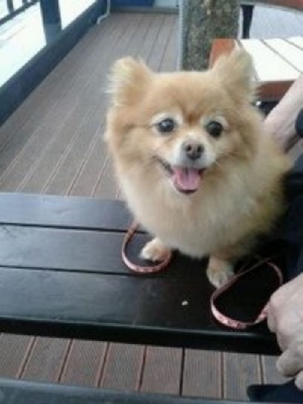 (유기견.강아지 찾아요)서대문구 북가좌동 포메우리다래제발좀 찾아주세요 - 강아지 찾아요 - 유기견 보호 센터 - 이미지 2