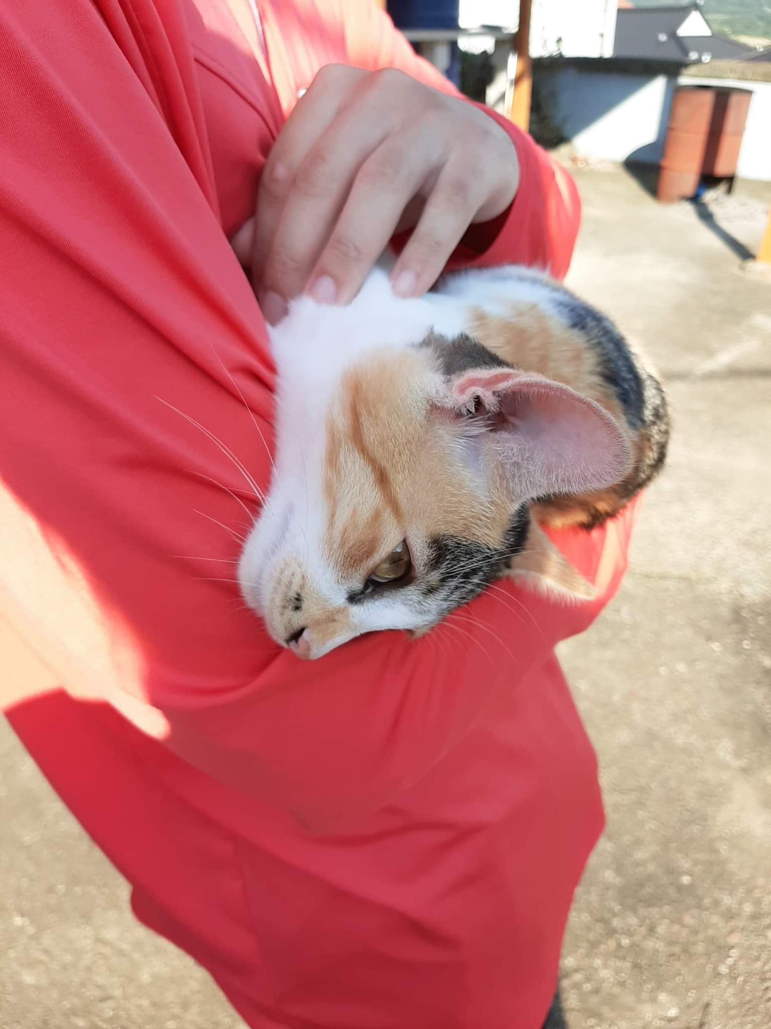 유기견보호센터 강아지보호소 고양이보호소 - 펫찾기 36번째 사진