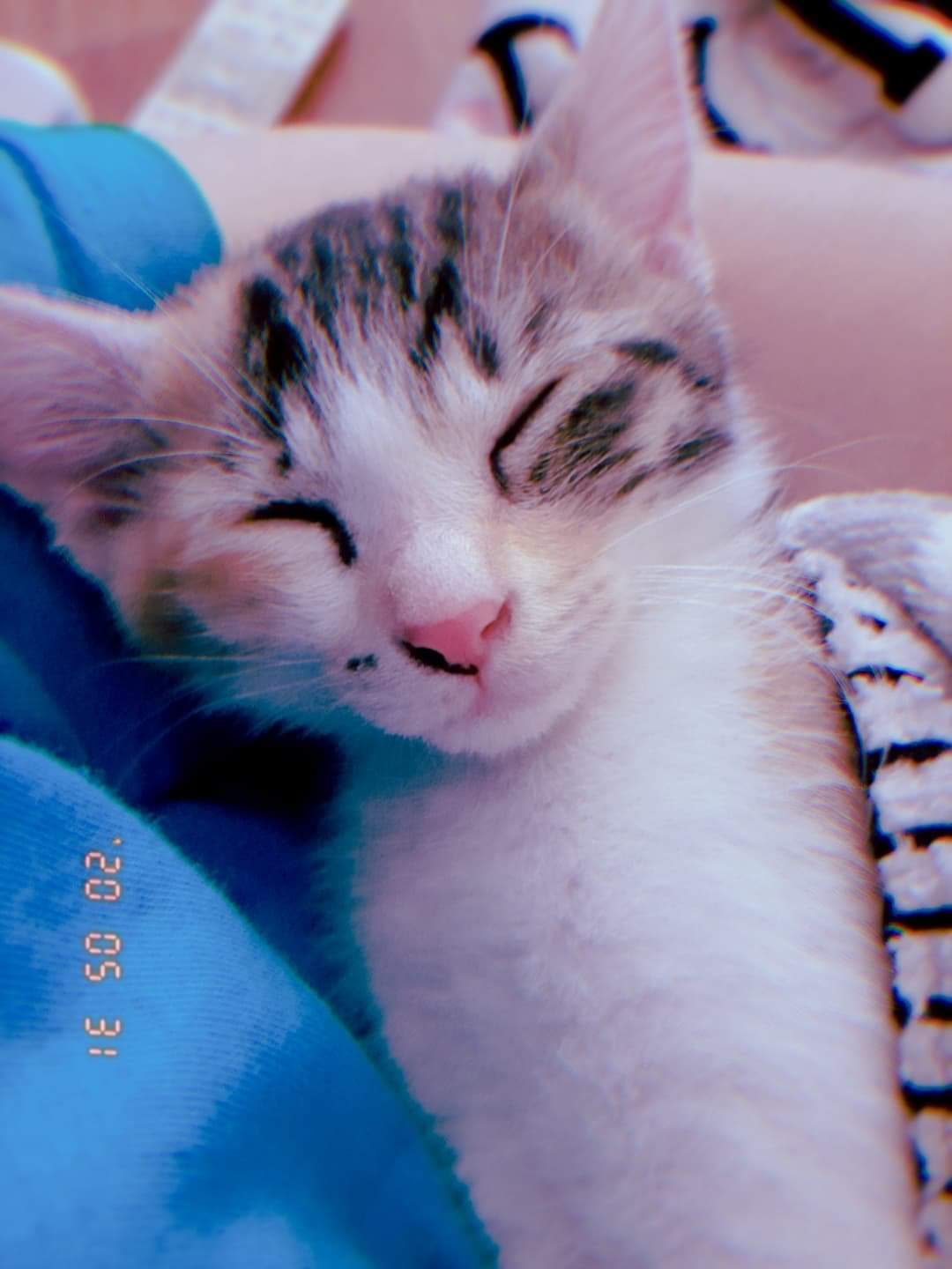 유기견보호센터 강아지보호소 고양이보호소 - 펫찾기 34번째 사진