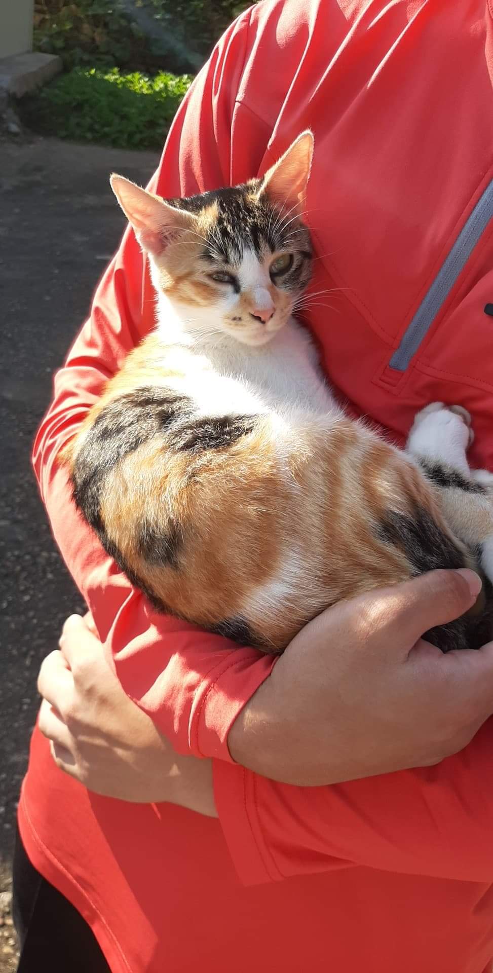 유기견보호센터 강아지보호소 고양이보호소 - 펫찾기 38번째 사진