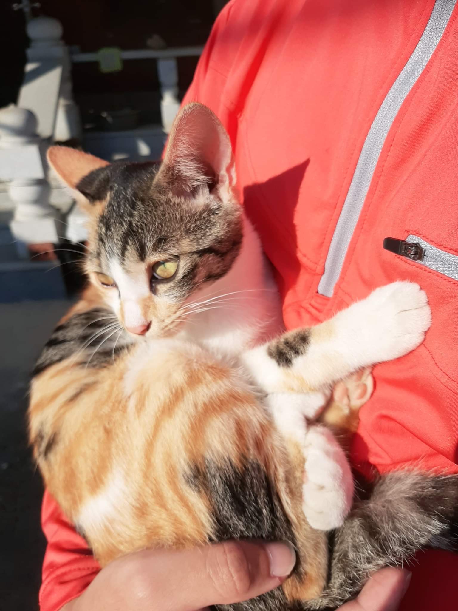 유기견보호센터 강아지보호소 고양이보호소 - 펫찾기 37번째 사진