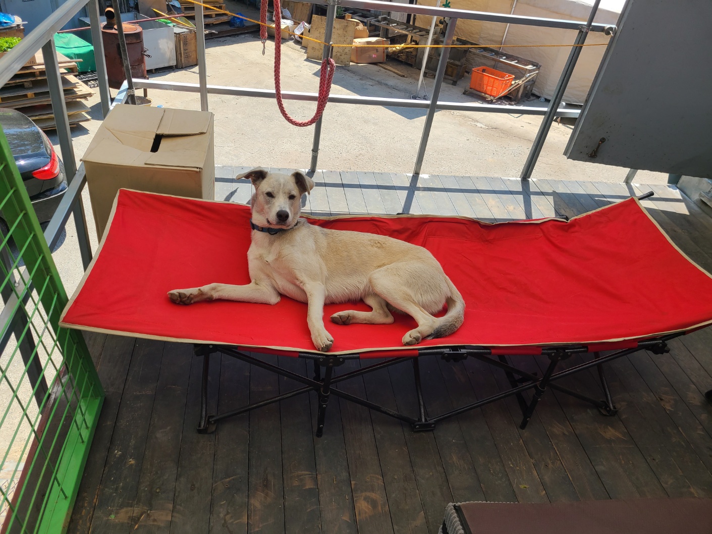 유기견보호센터 강아지보호소 고양이보호소 - 펫찾기 16번째 사진