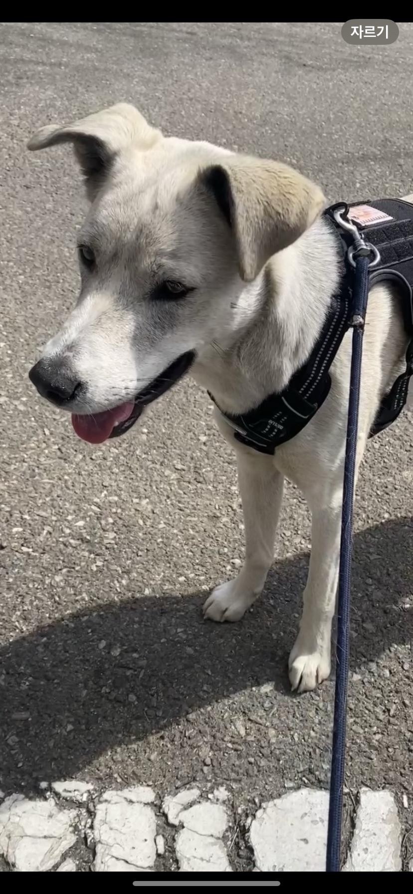 시흥시 - 강아지 찾아요 - 유기견 보호 센터 - 이미지 2