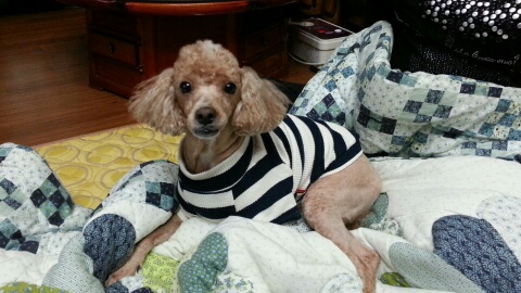 강아지 찾습니다(은평구 구산동, 사례금 100) - 강아지 찾아요 - 유기견 보호 센터 - 이미지 1